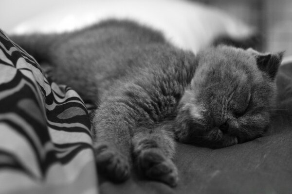 Scottish Fold liegt im Bett