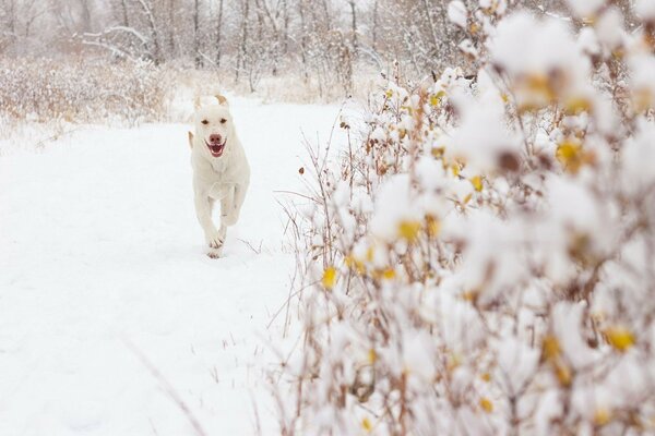 A big white dog runs through a snowy forest