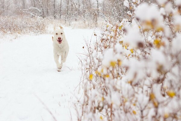 Büyük beyaz köpek karlı bir ormanda koşuyor