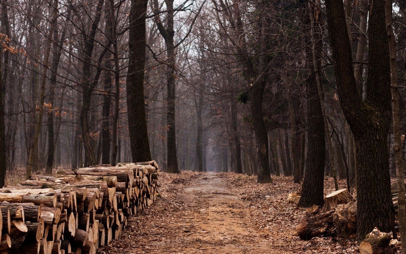 trees tree wood trunk nature outdoors landscape winter environment park log forestry bark pine