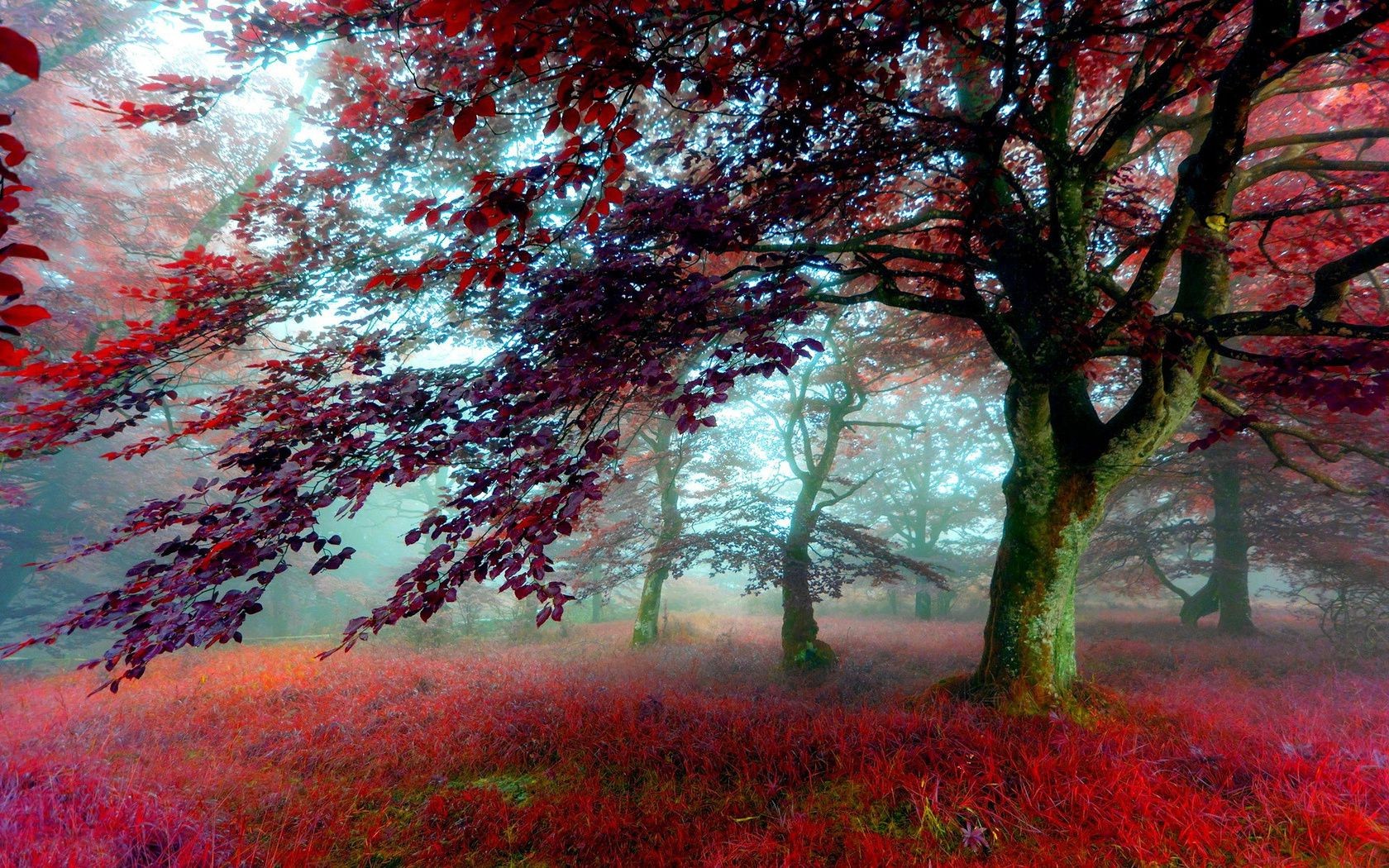 alberi albero autunno paesaggio foglia natura stagione parco nebbia ramo di legno alba acero colore brillante scenic nebbia paesaggio all aperto sole