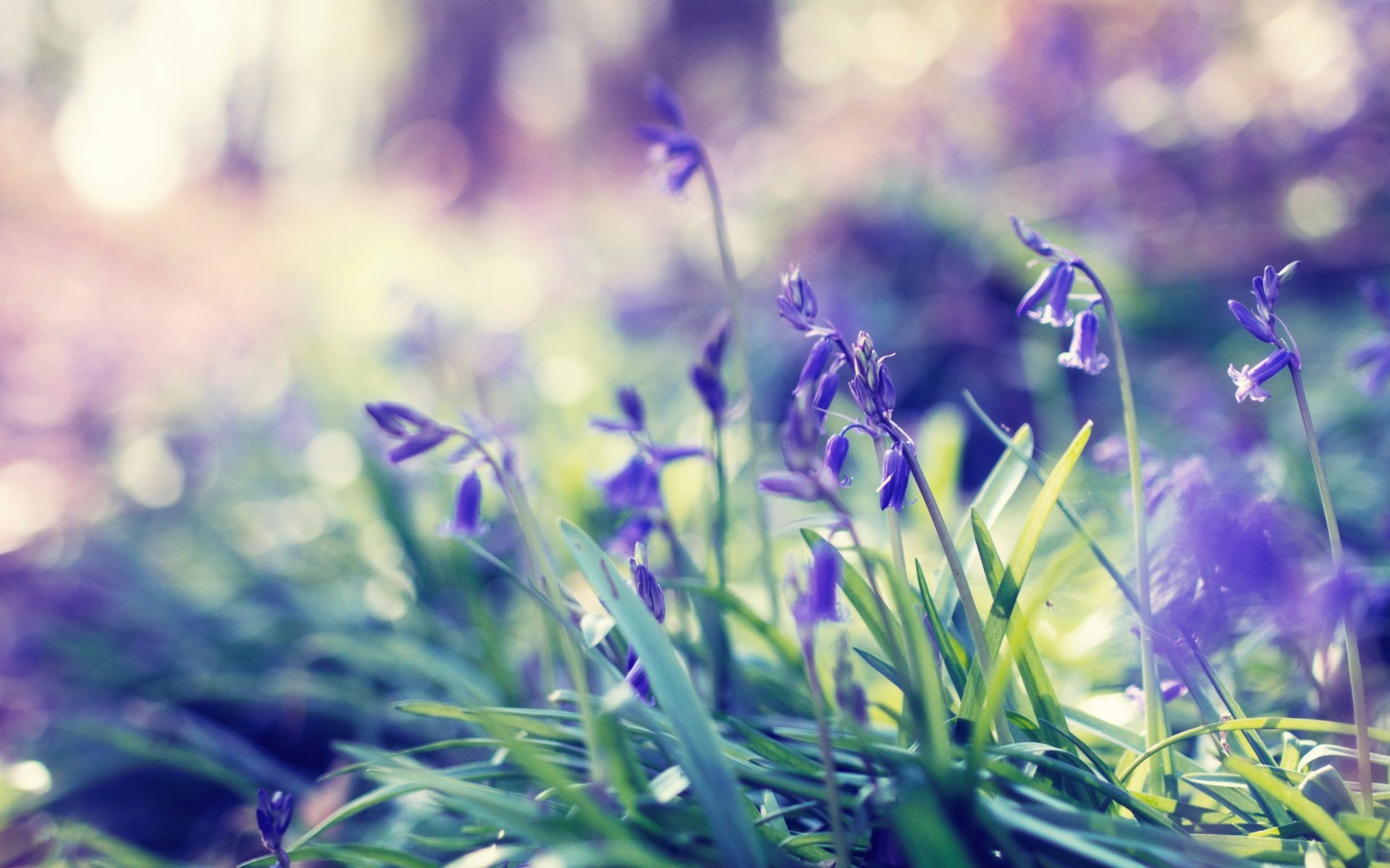 kwiaty natura kwiat flora trawa lato ogród pole siano liść zbliżenie na zewnątrz kwiatowy sezon dobra pogoda jasny wzrost kolor bluming violet