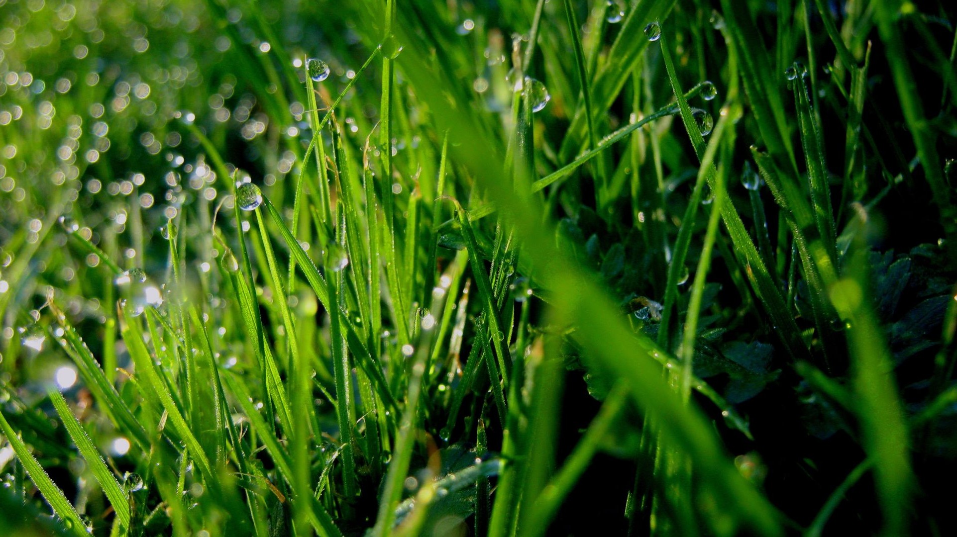 droplets and water grass dew lawn flora growth leaf hayfield nature rain garden drop field lush blade summer dawn environment freshness raindrop