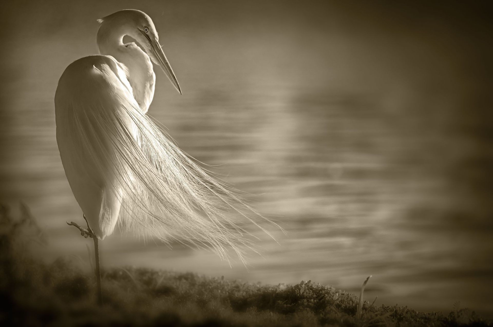 zwierzęta monochromatyczny czarno-biały natura zachód słońca ptak świt niebo słońce jezioro krajobraz mono woda sepia portret światło plaża sylwetka dof