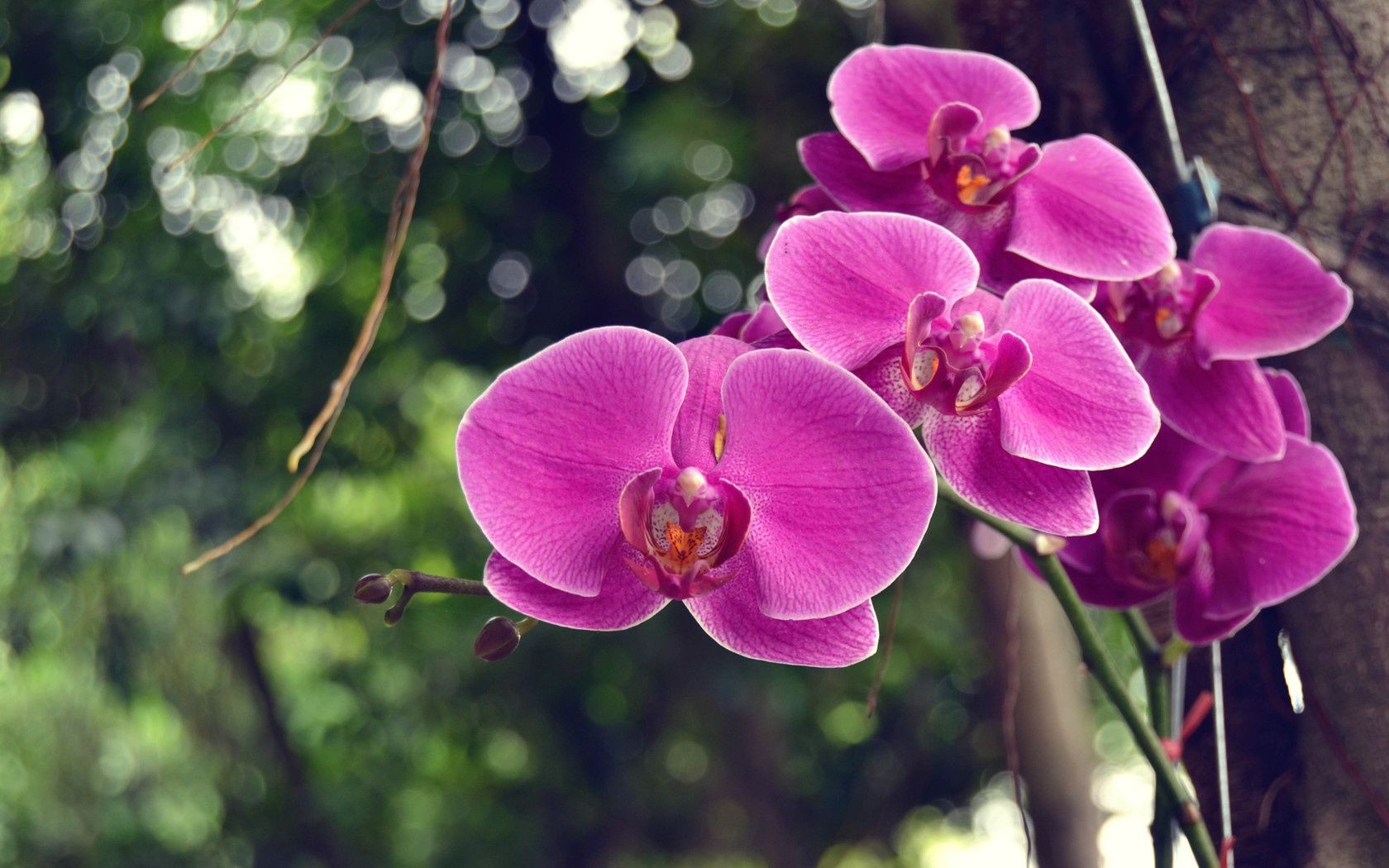 flowers flower nature tropical flora branch exotic garden leaf blooming floral petal color husk botanical beautiful bright