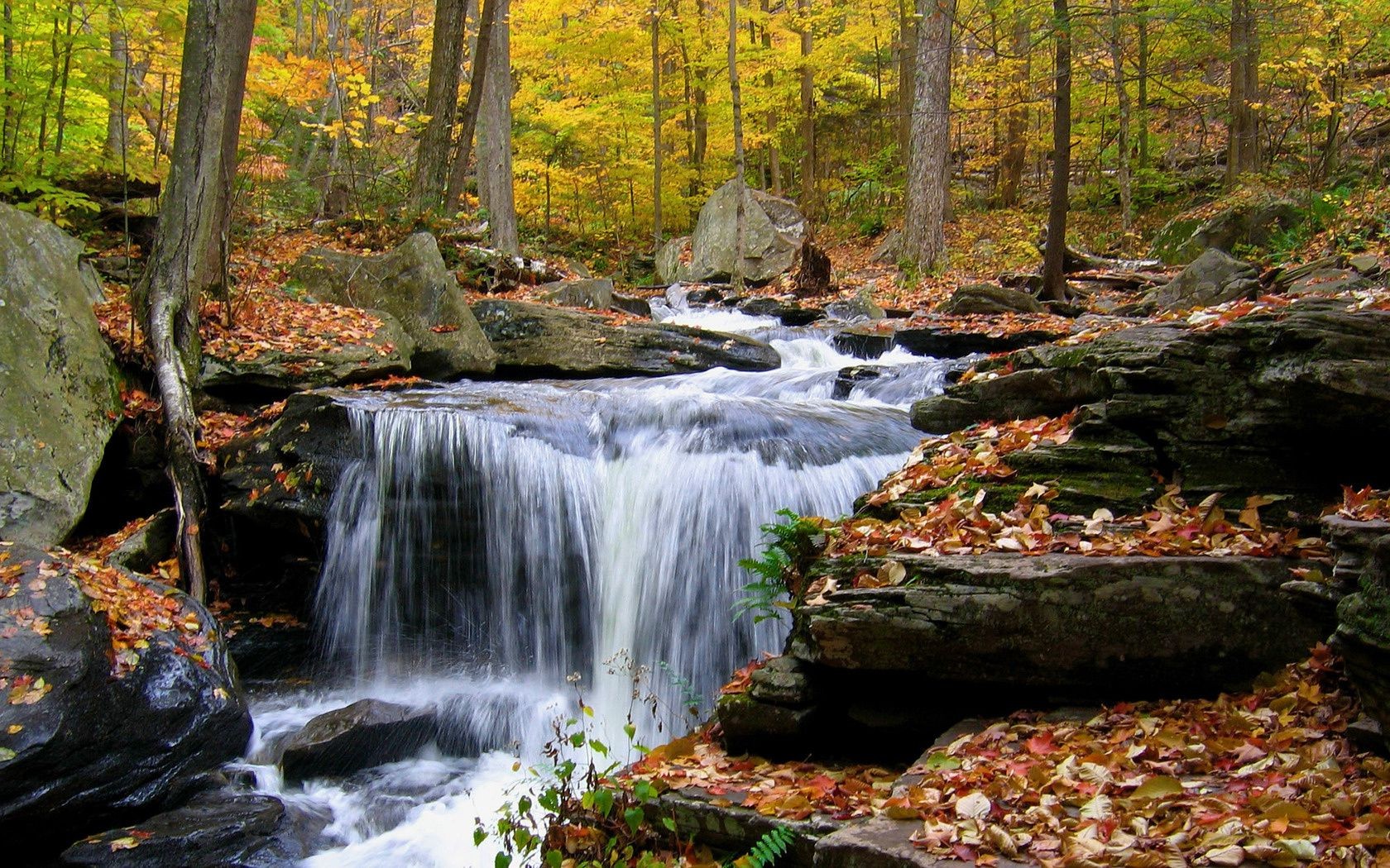 cascadas otoño cascada corriente madera agua creek hoja río naturaleza paisaje cascada rapids roca árbol musgo escénico al aire libre parque paisajes