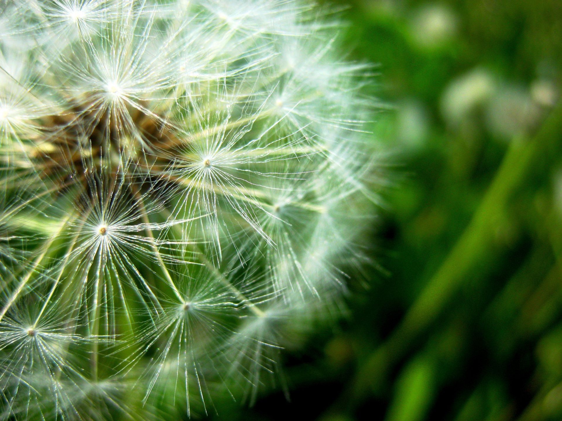 plants dandelion seed nature flora summer growth bright garden grass weed close-up downy delicate flower color environment beautiful light leaf