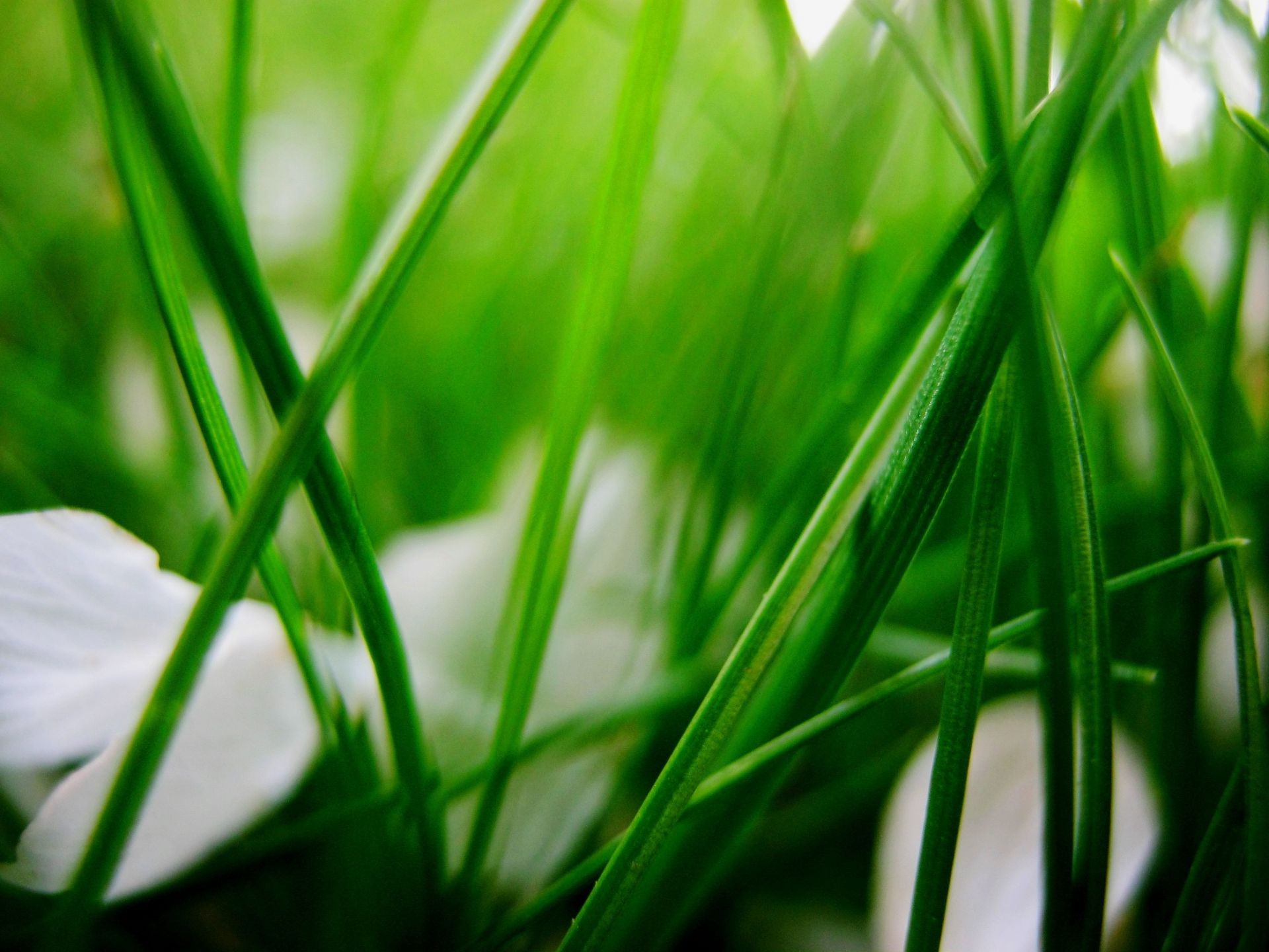 frühling gras blatt wachstum natur flora garten rasen sommer tau heuhaufen üppig gutes wetter umwelt feld ökologie dämmerung sonne regen hell