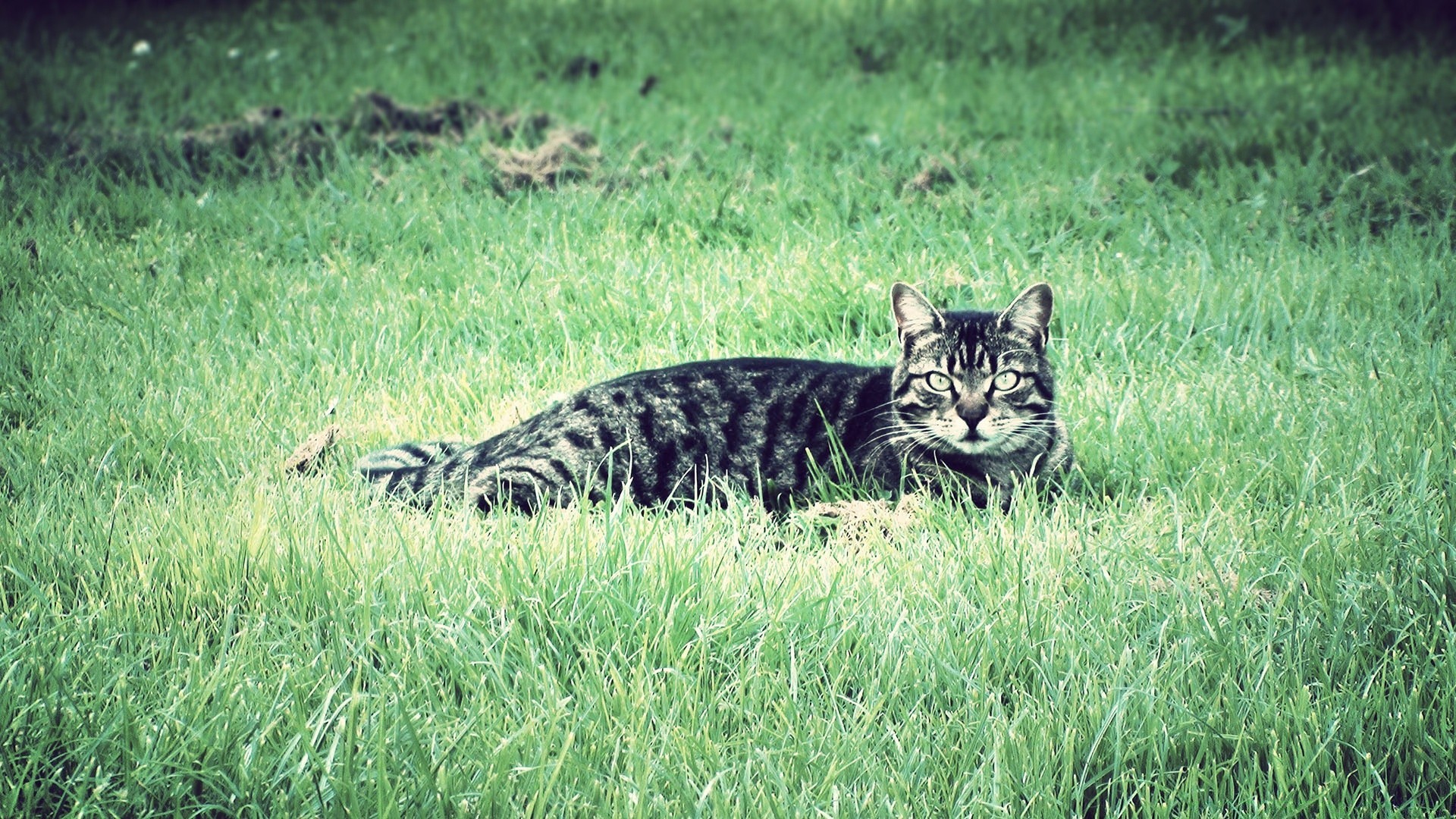 katzen katze tier säugetier tierwelt gras natur fell wild fleischesser raubtier niedlich jäger kopf porträt im freien