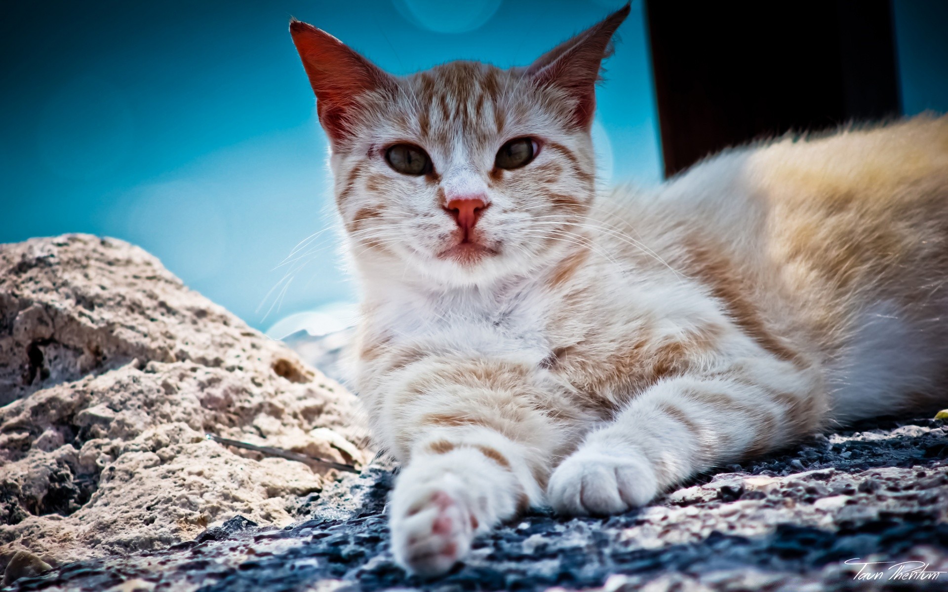 gatti carino animale natura mammifero gatto pelliccia animale domestico