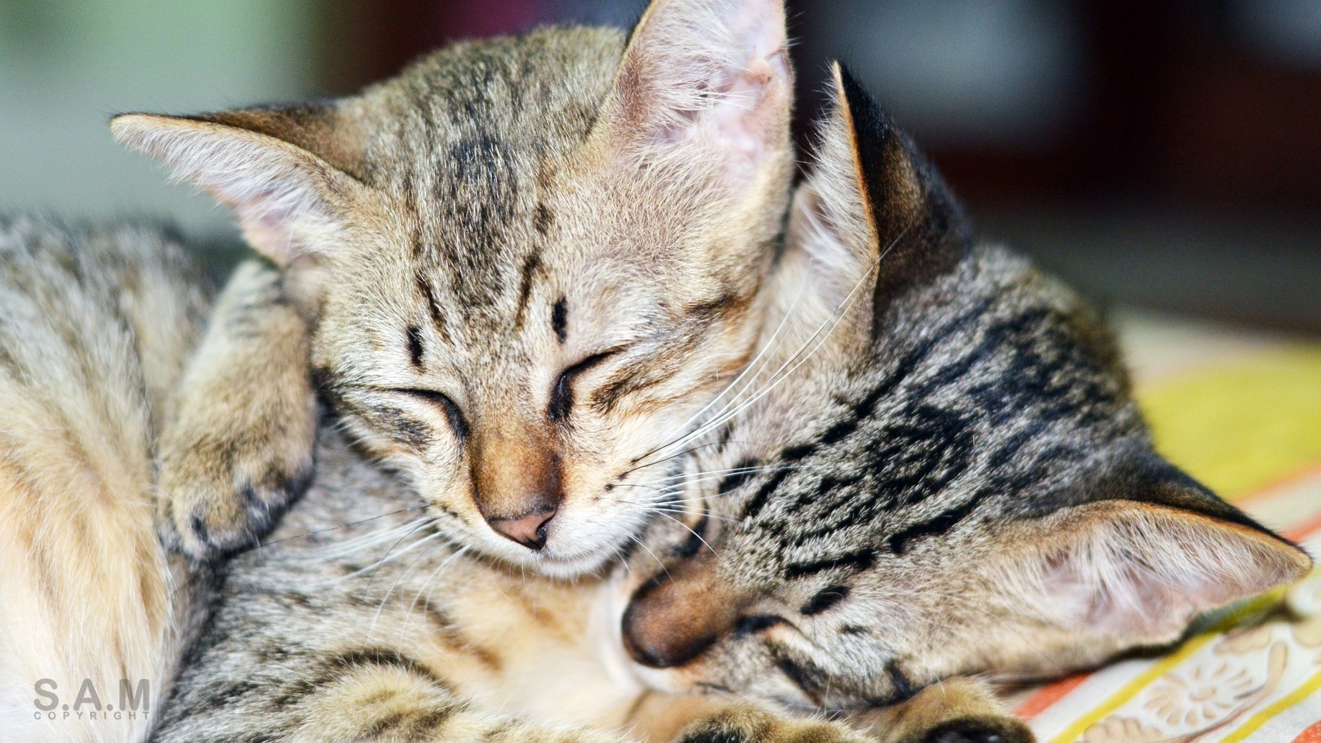 cats animal cat fur cute mammal pet portrait domestic young eye looking nature little kitten sit adorable downy hair stripe tabby