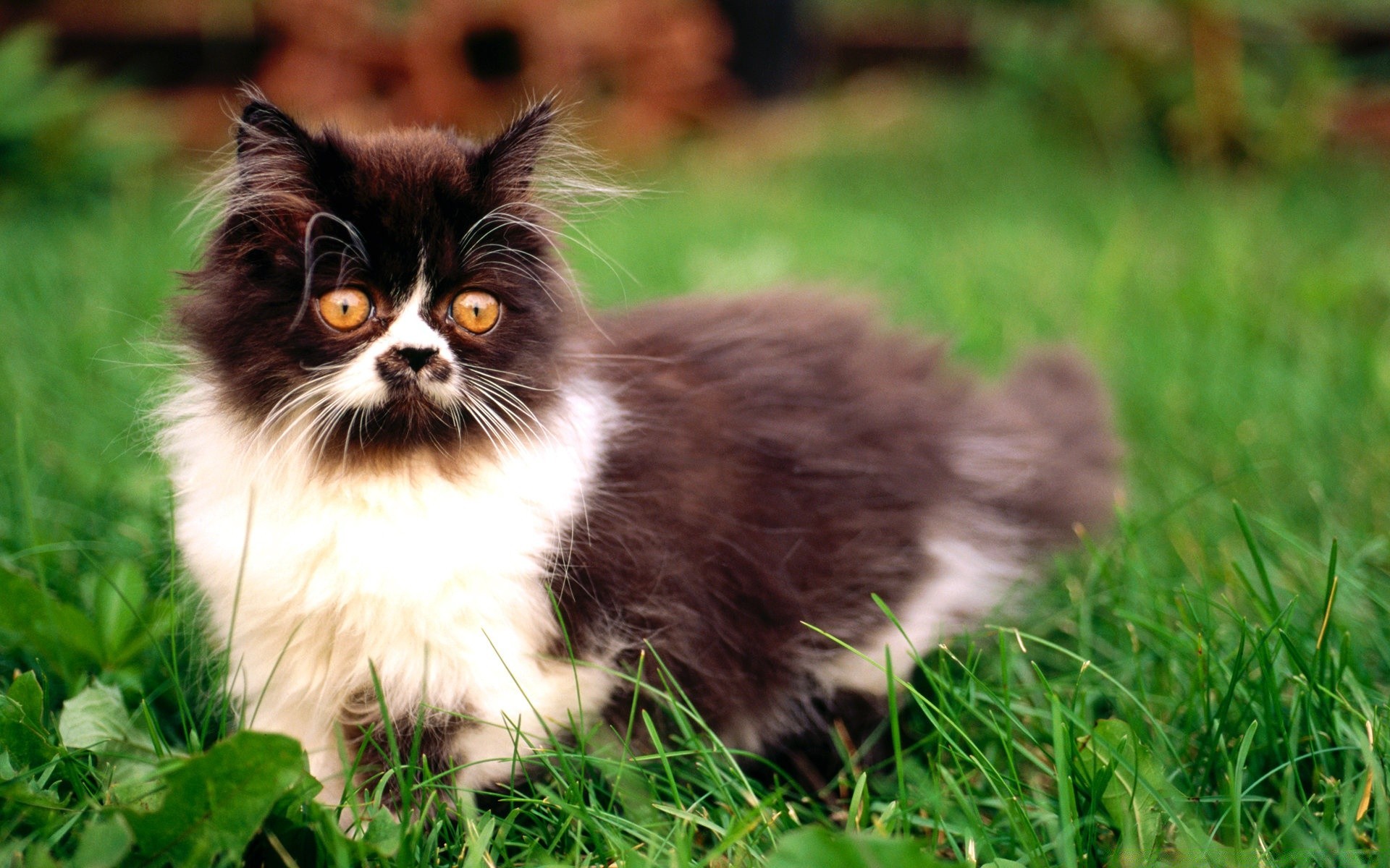 katze tier niedlich katze säugetier haustier fell jung wenig kätzchen gras porträt auge inländische natur kind