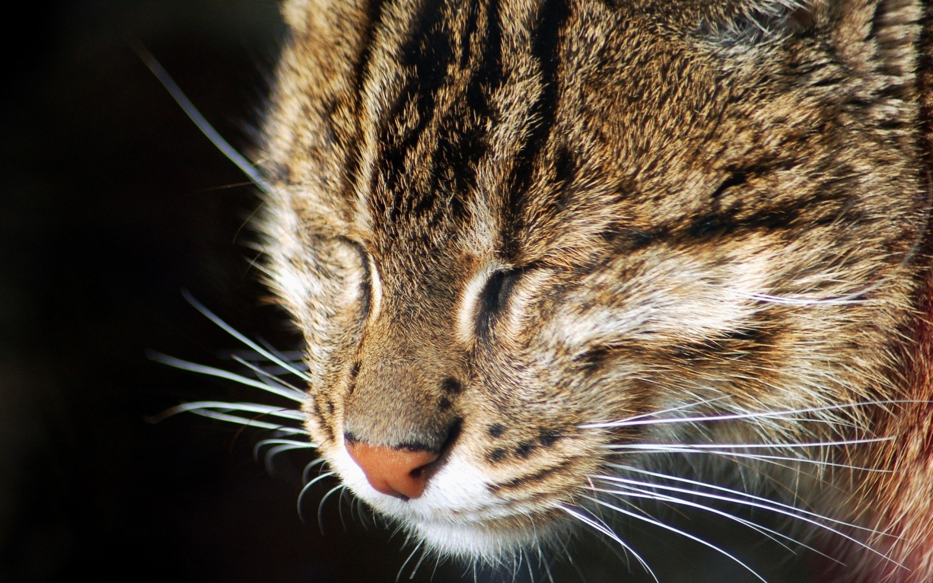 katze katze säugetier fell tier niedlich auge tierwelt haustier porträt schnurrbart streifen ansicht raubtier kätzchen haare