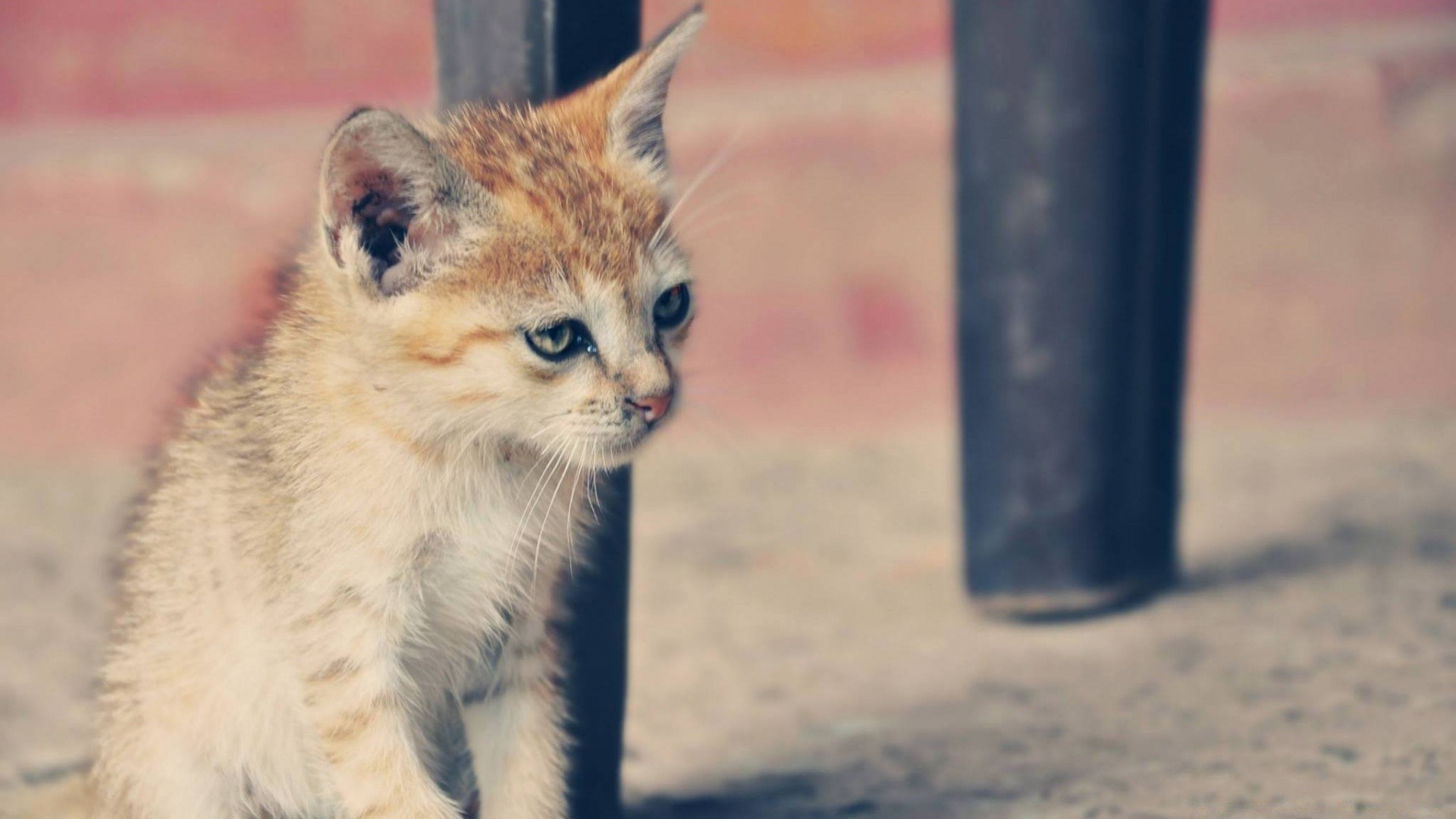 katzen katze niedlich säugetier tier porträt wenig natur auge