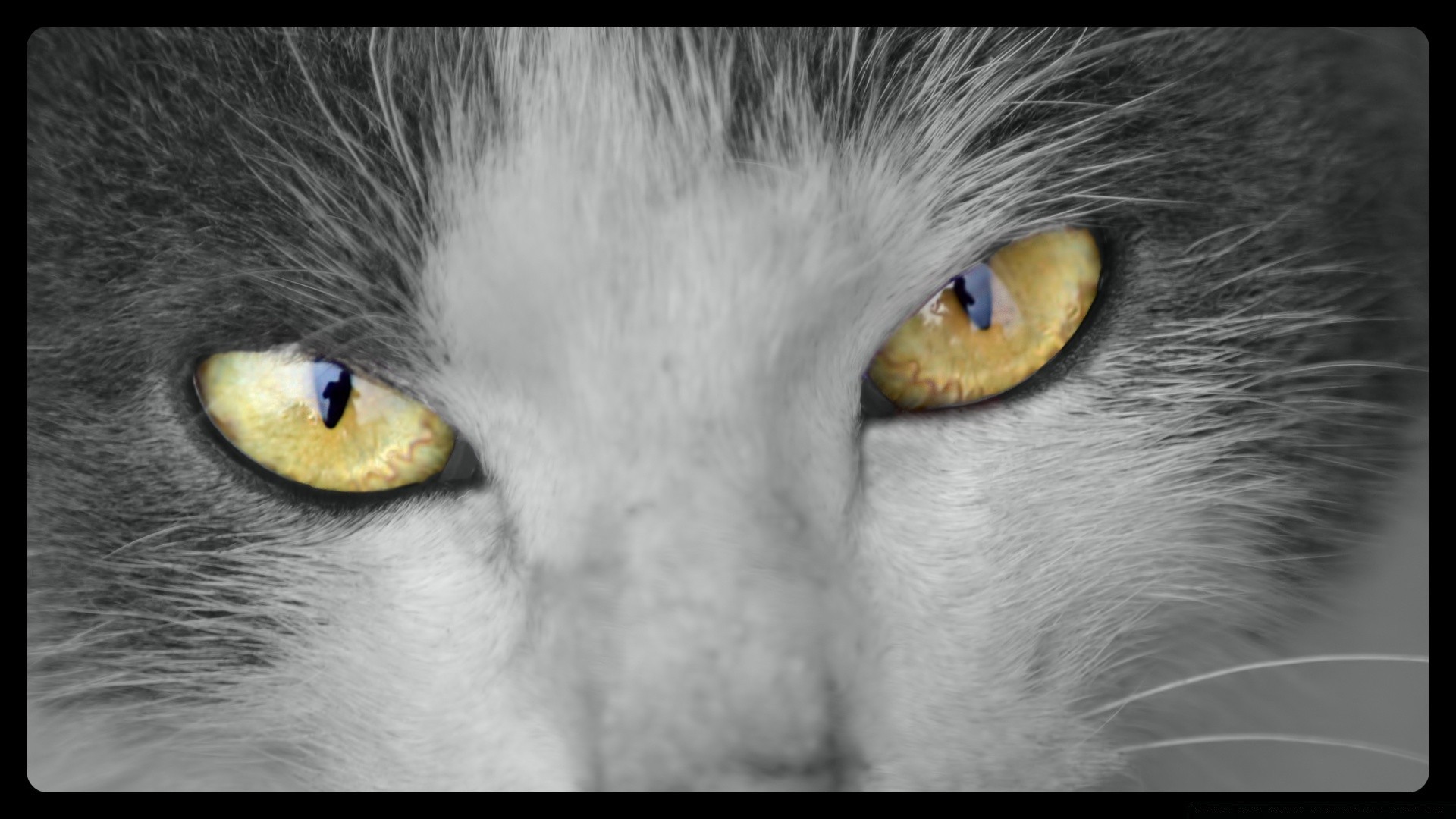 chat chat portrait oeil visage animal oiseau gris nature chaton solo aperçu à la recherche