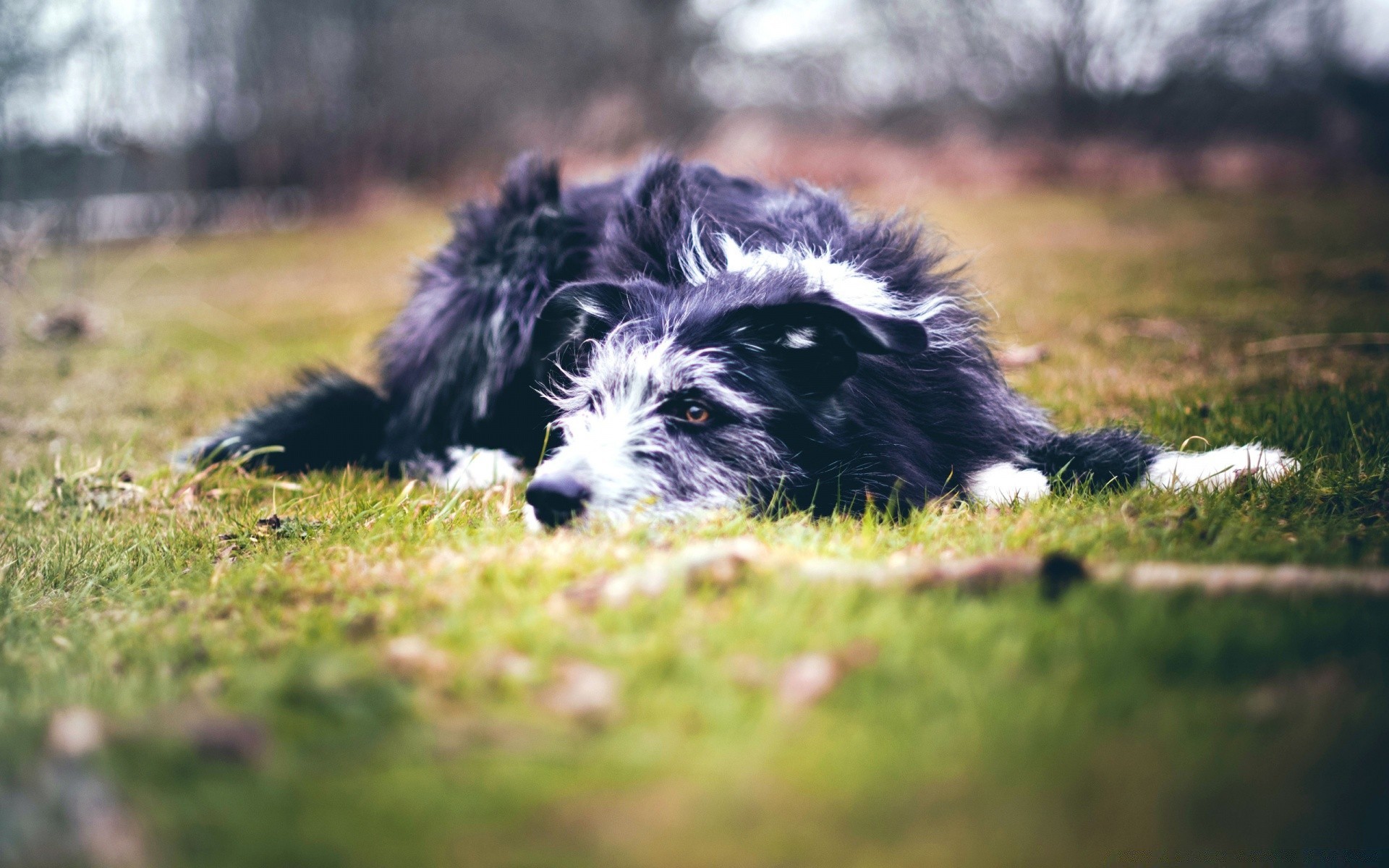 dogs grass dog animal nature mammal cute outdoors pet fur canine puppy portrait