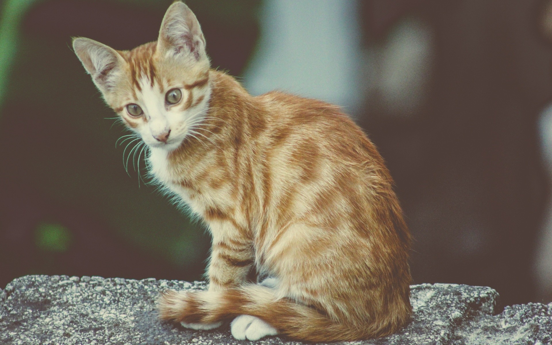 chat mignon animal chat fourrure oeil nature mammifère jeune petit animal de compagnie portrait aperçu chaton bande