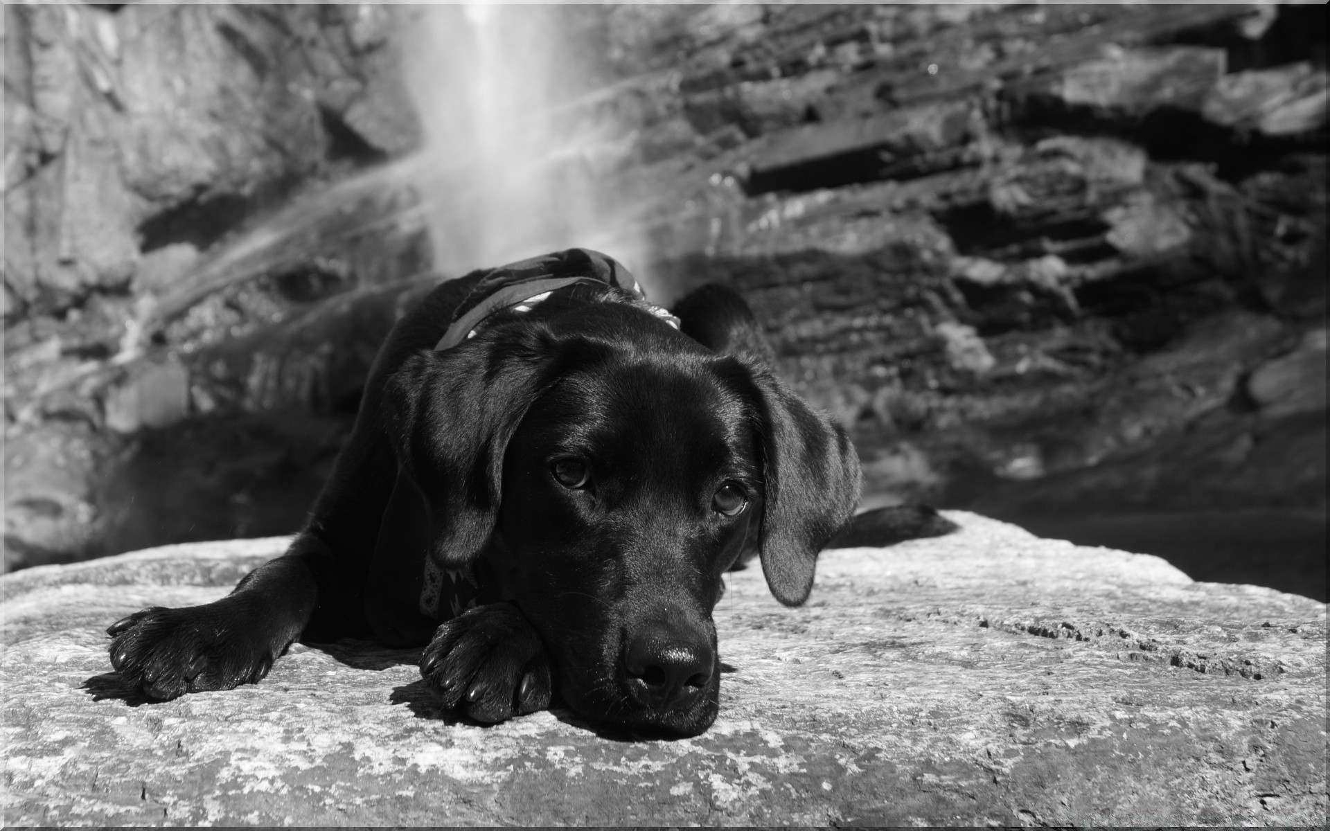 cani cane ritratto monocromatico mammifero singolo natura animale canino all aperto animale domestico sedersi carino