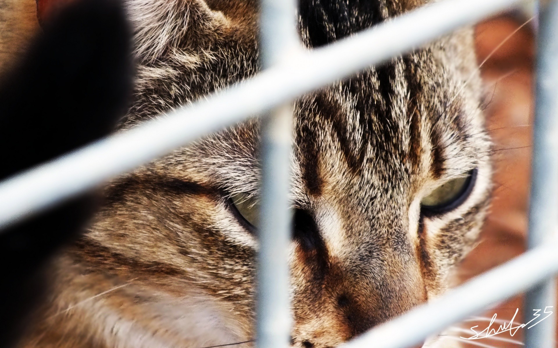 cats fur animal cat mammal cute cage nature wildlife eye furry pet downy portrait little looking wild hair stripe adorable young