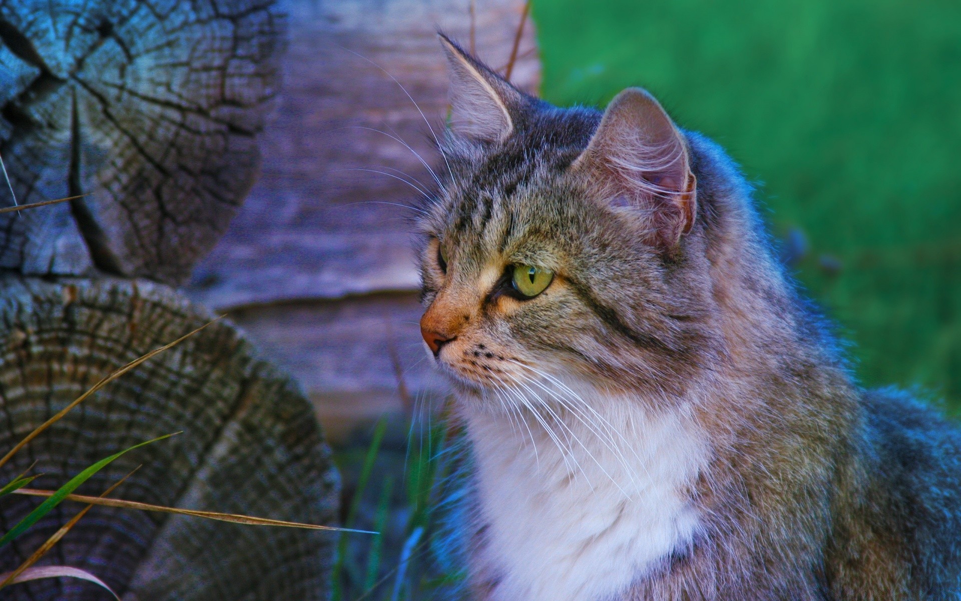 chats nature chat animal mignon mammifère à l extérieur portrait oeil herbe animal de compagnie