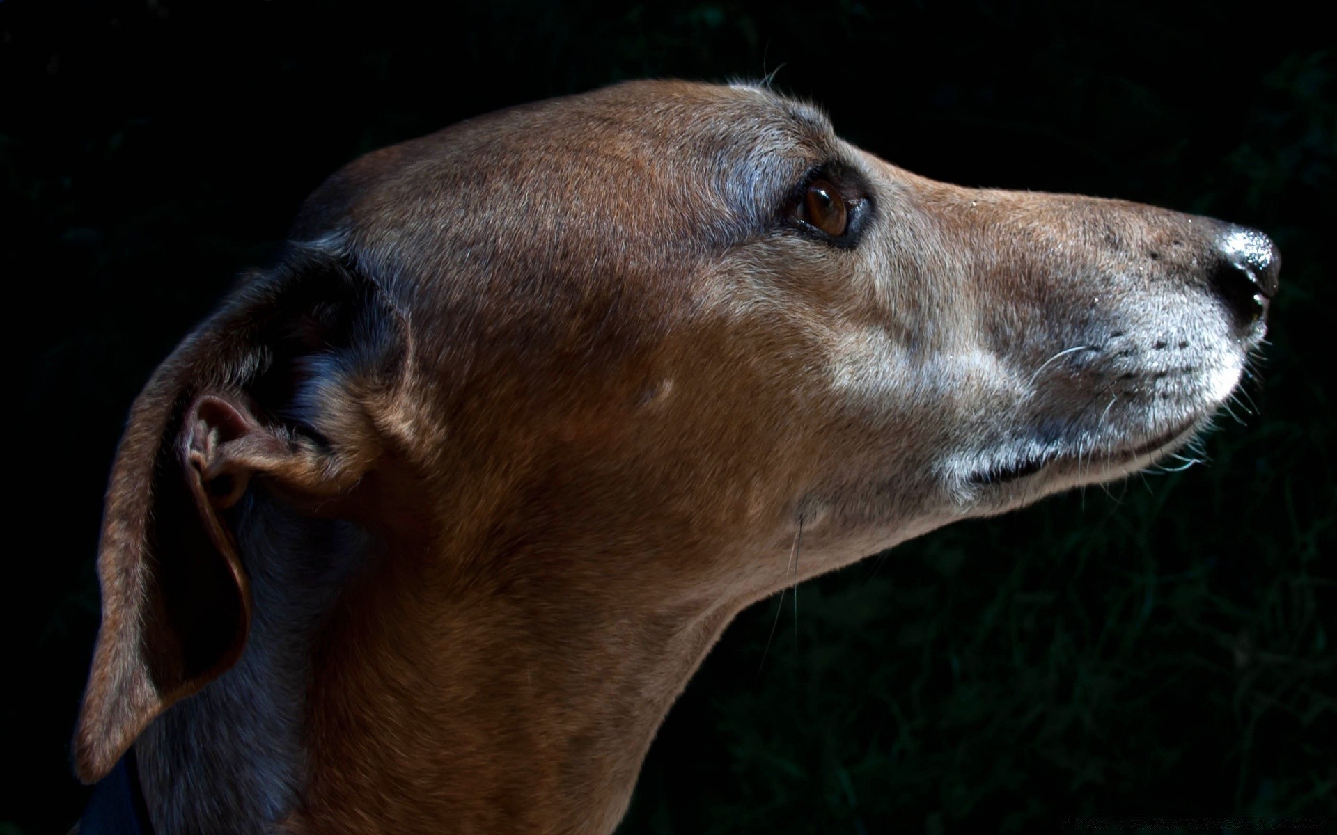 dogs mammal animal nature portrait wildlife zoo head eye nose profile cute