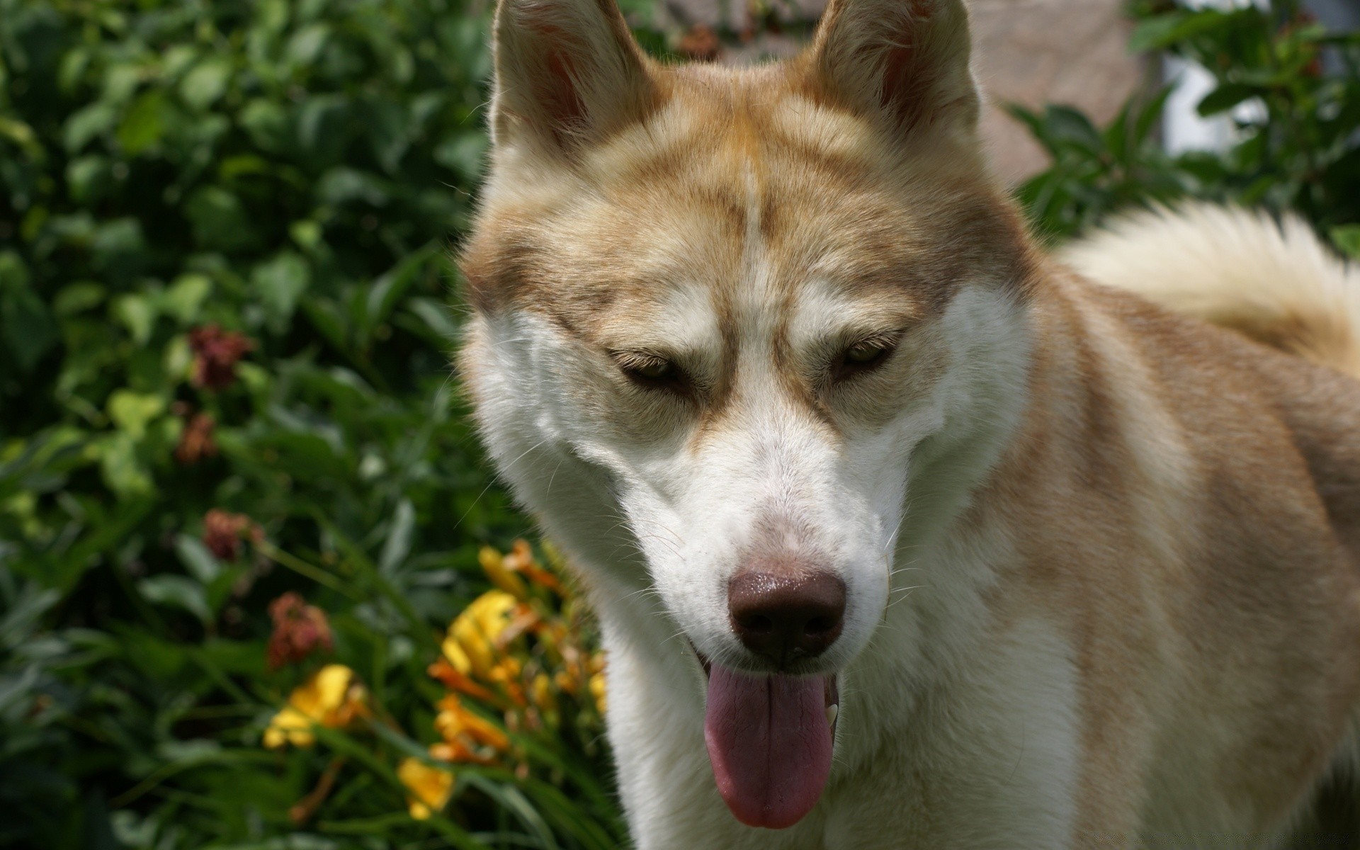 kediler memeli sevimli köpek hayvan evde beslenen hayvan köpek eğitmeni doğa tarama portre kürk açık havada yerli genç