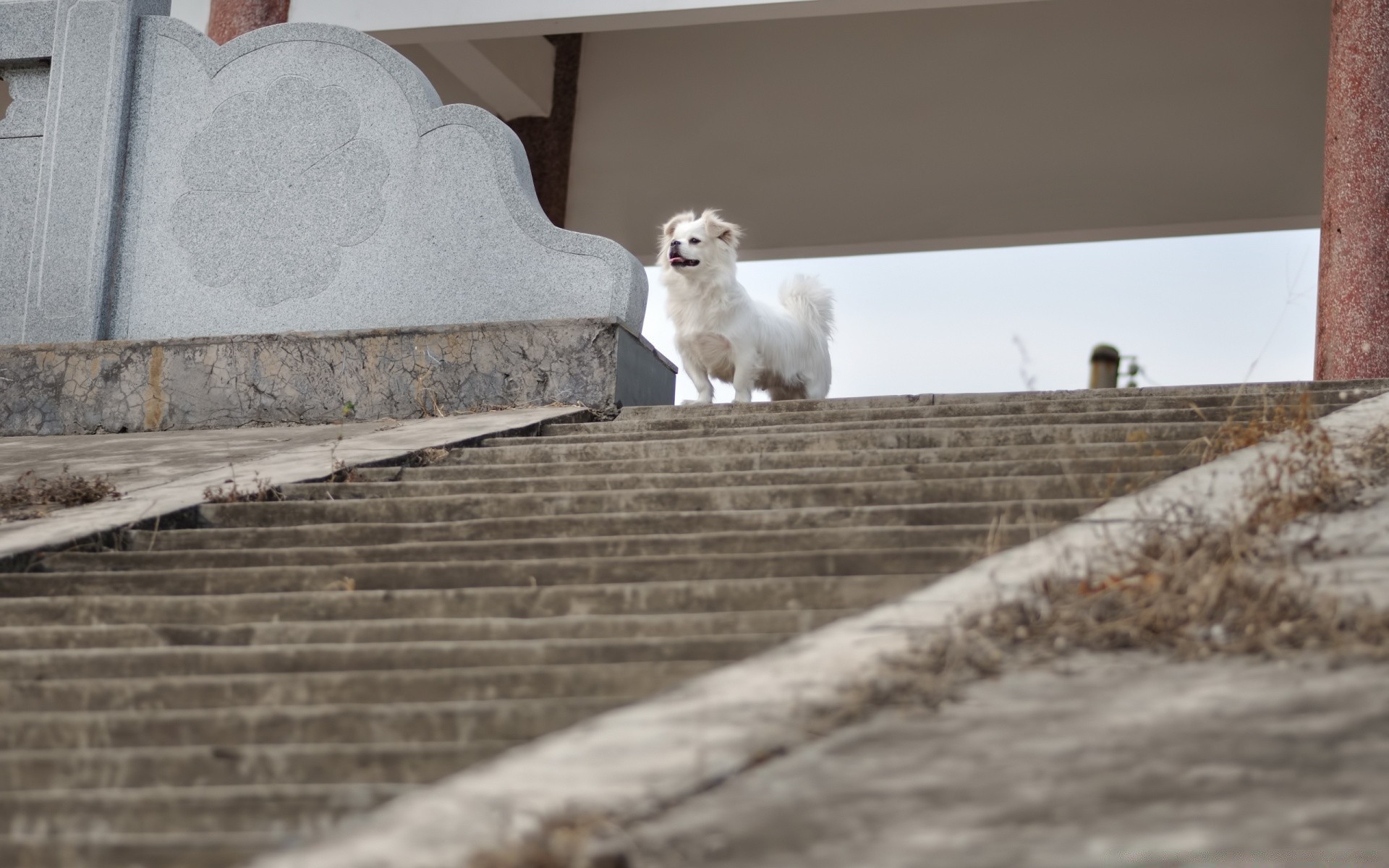 gatos mamífero cão sozinho ao ar livre retrato