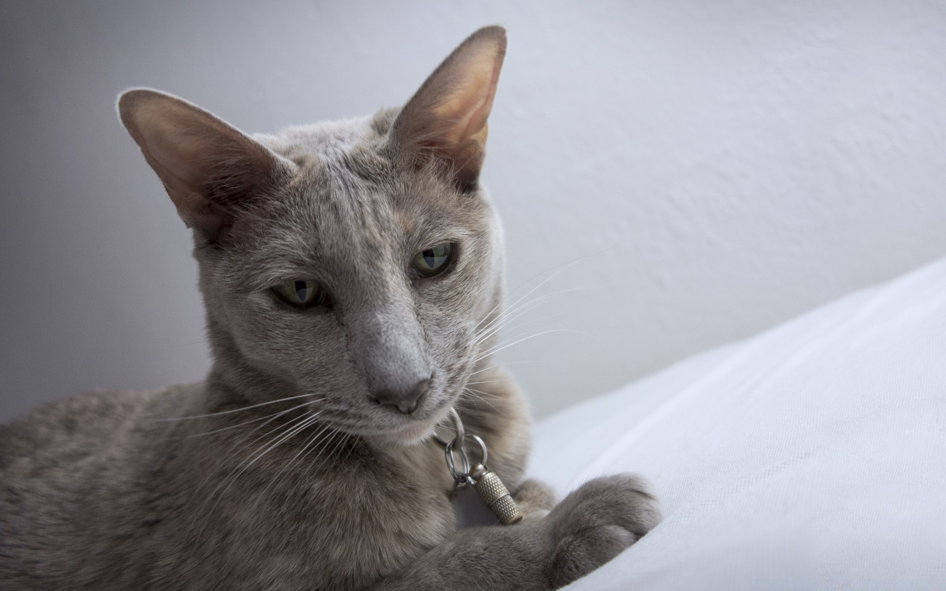 katze säugetier katze niedlich tier inländische haustier porträt fell auge sitzen anzeigen wenig ein grau kätzchen junge