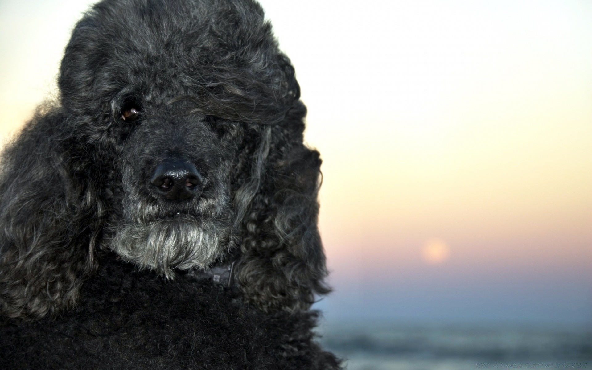 cani cane ritratto mammifero carino animale uno studio barboncino all aperto