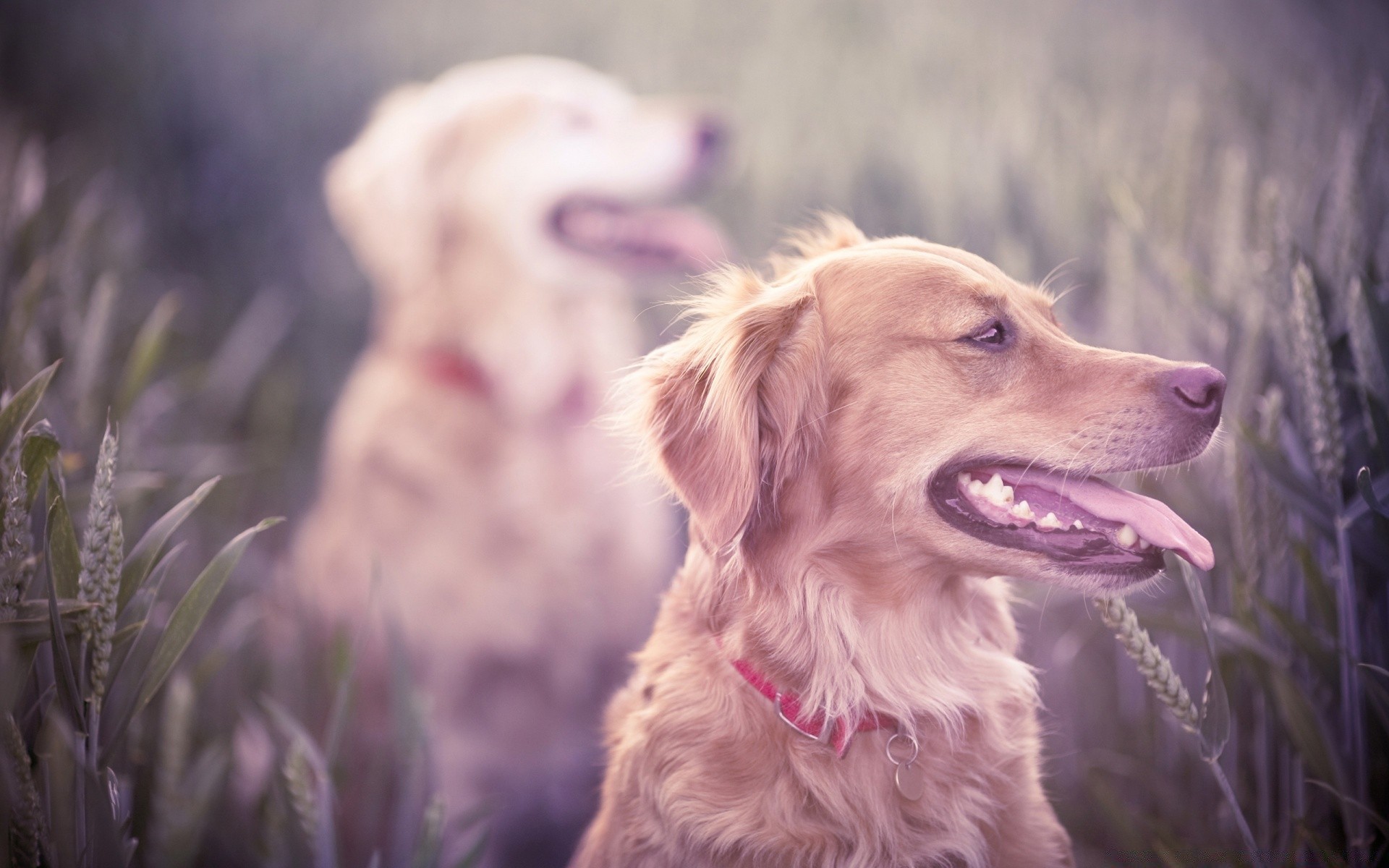 hunde hund natur tier porträt im freien gras niedlich haustier fell feld sommer