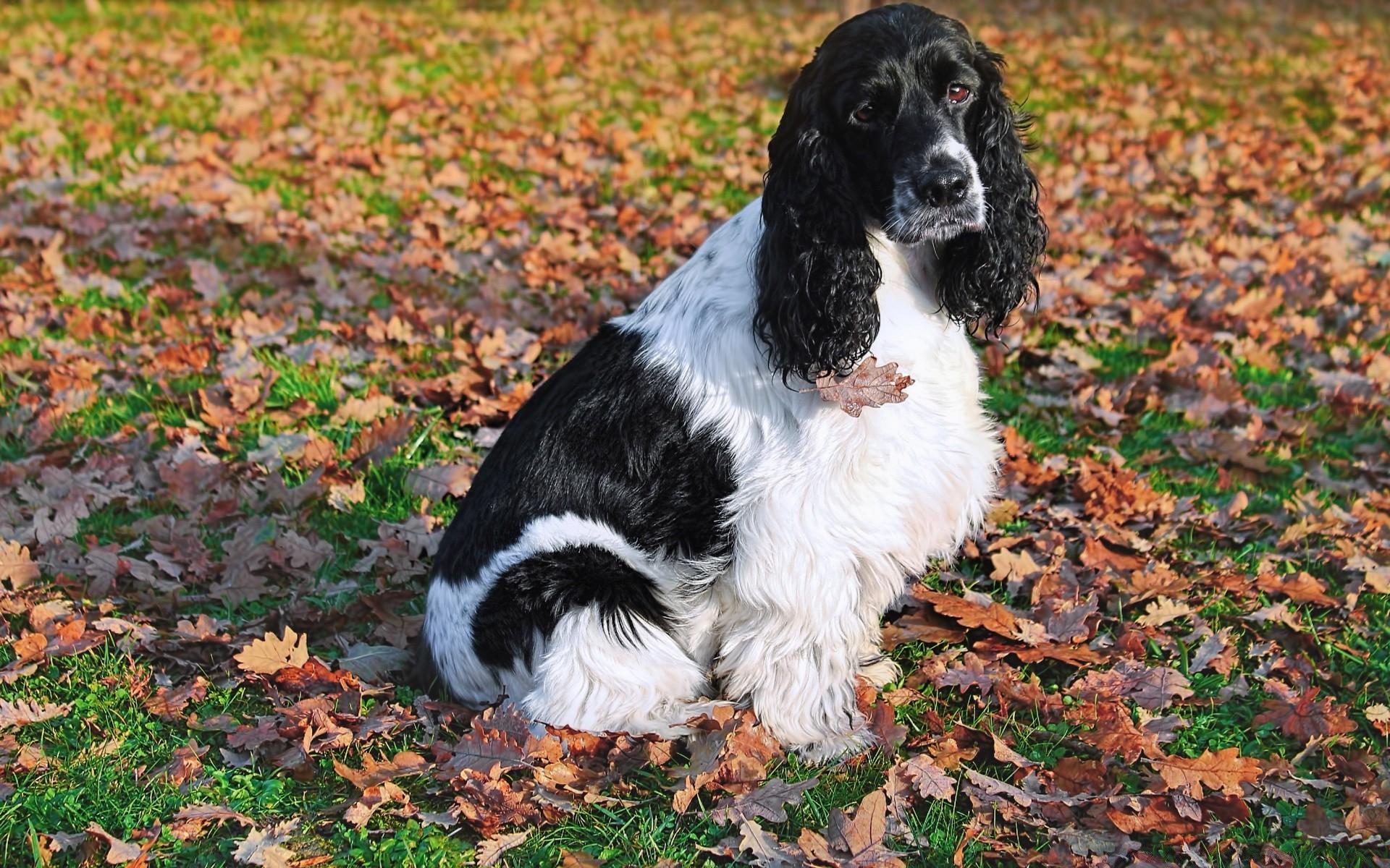 chien chien mignon animal de compagnie mammifère cynologue animal portrait herbe à l extérieur chiot race