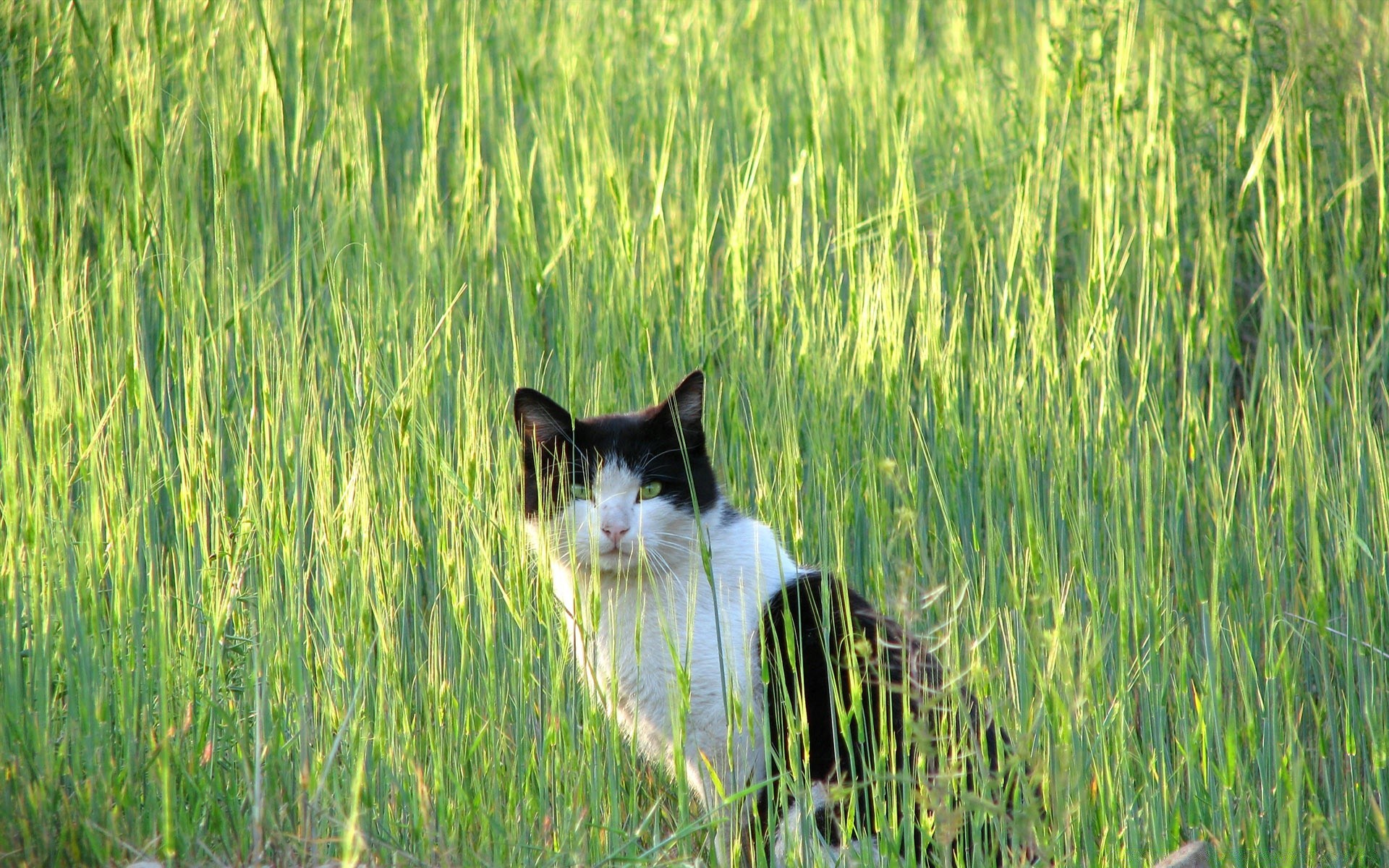 cats grass field nature outdoors hayfield rural summer pasture farm animal