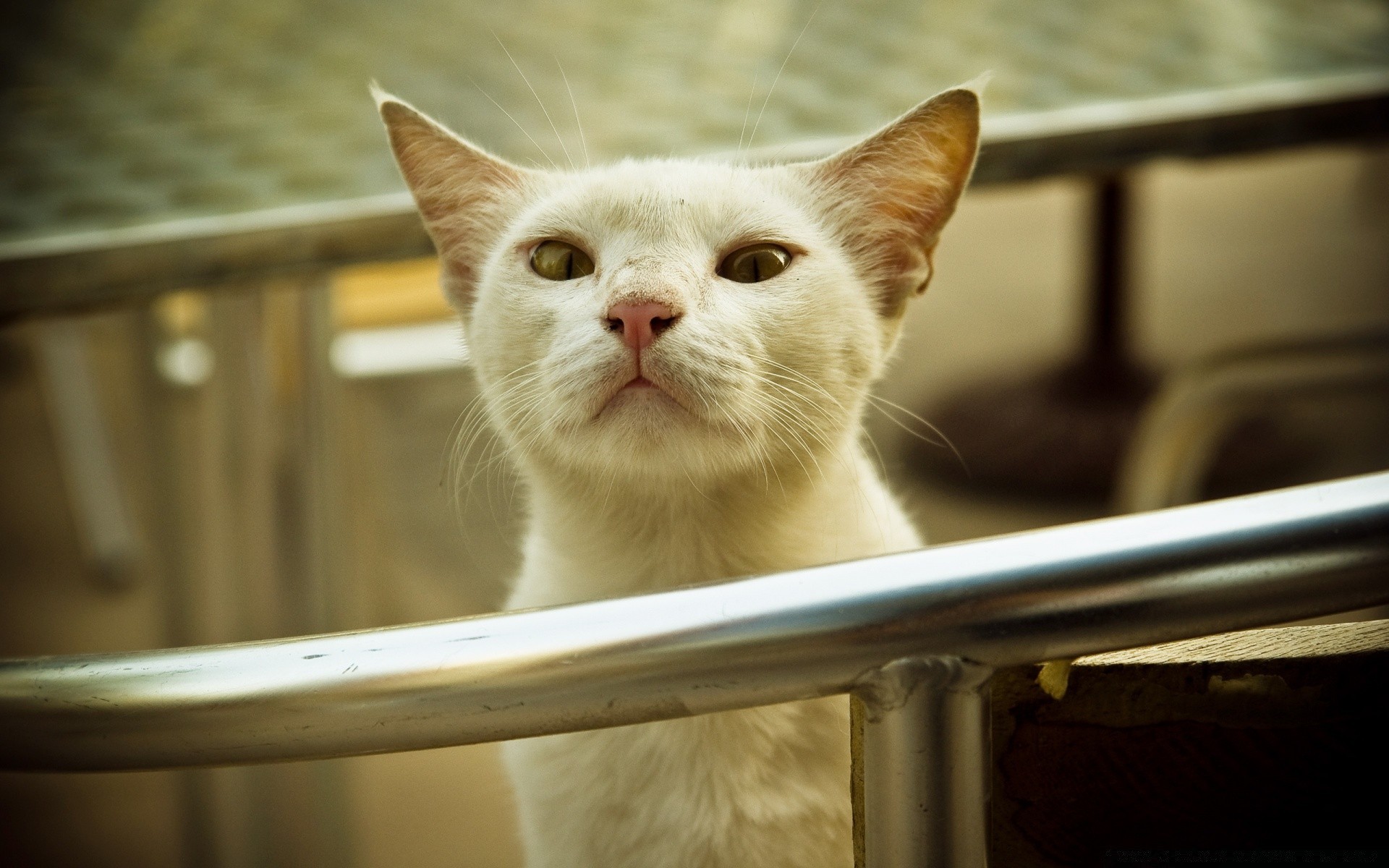 chats chat portrait mignon oeil animal de compagnie animal un mammifère chaton jeune domestique fourrure à l intérieur drôle aperçu