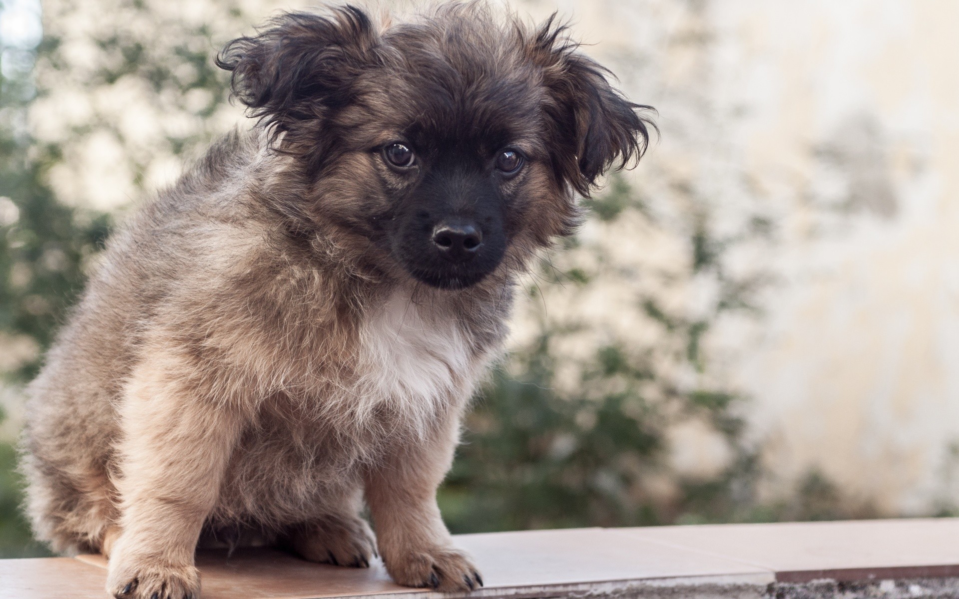 perros perro perro mascota mamífero lindo cachorro retrato animal ver sentarse doméstico pequeño solo piel