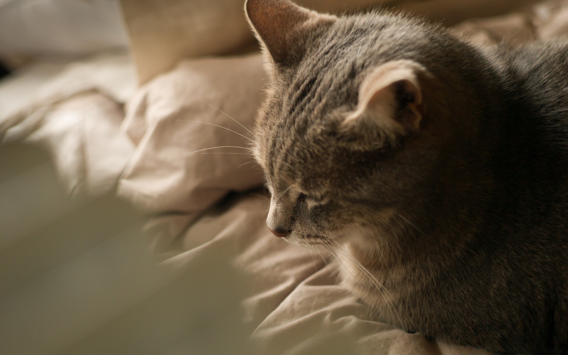 katze katze säugetier porträt tier haustier niedlich auge schlafen kätzchen fell ein anzeigen