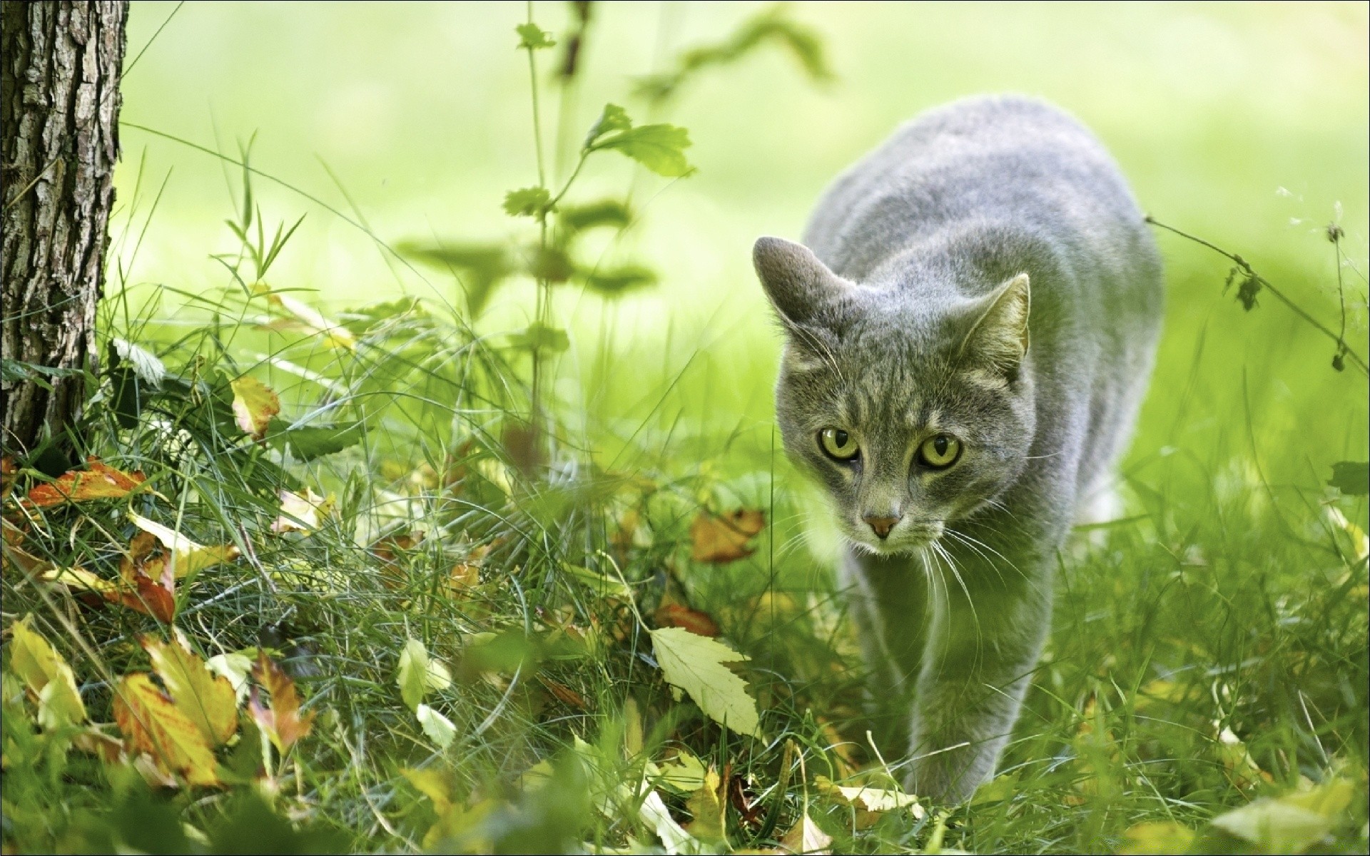 koty natura trawa lato na zewnątrz mało ogród pole zwierzę flora