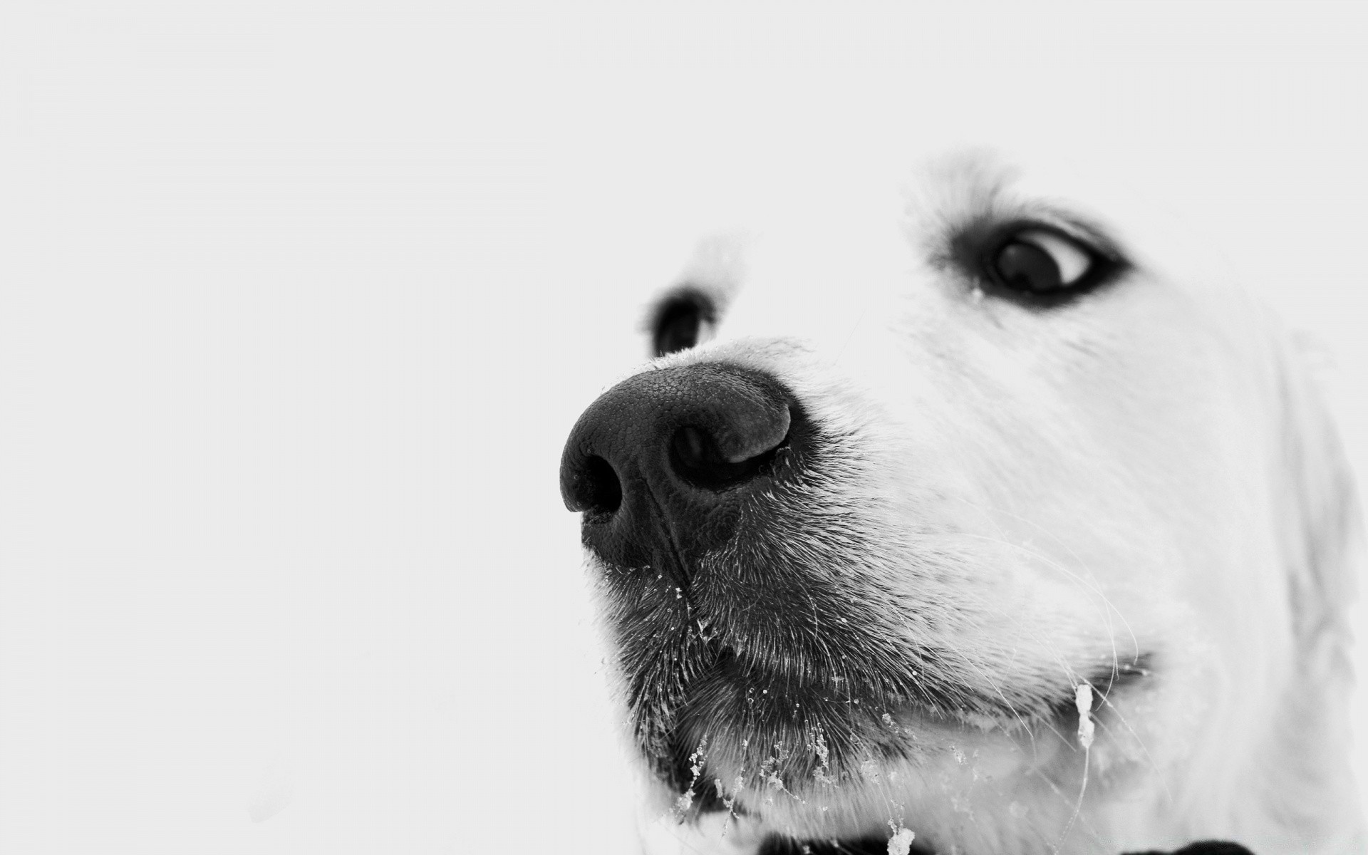 chien chien portrait animal cynologue animal mammifère mignon studio hiver oeil chiot unique monochrome neige drôlement