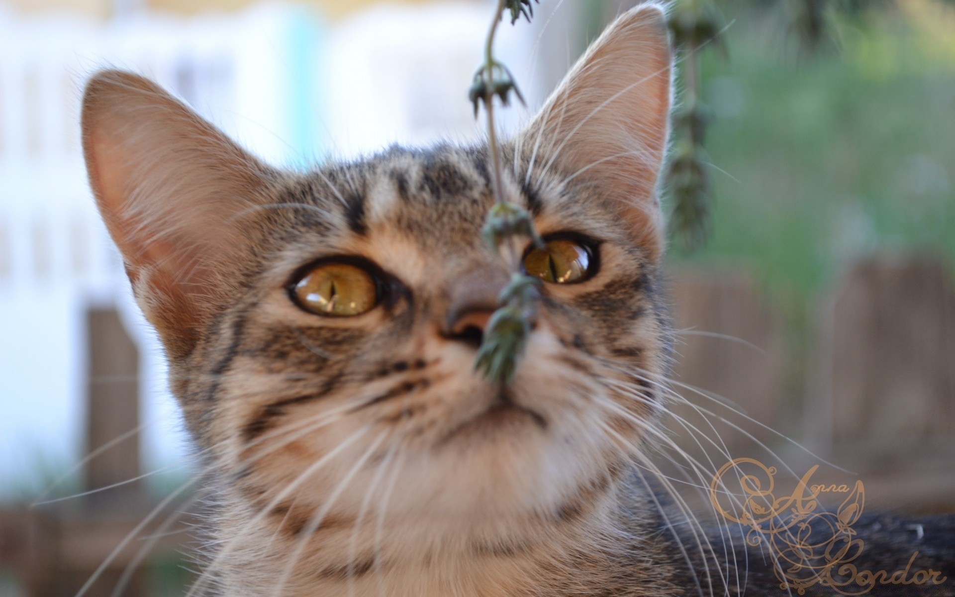 katze katze tier niedlich fell porträt auge haustier kätzchen säugetier natur junge inländische wenig schnurrbart ansicht liebenswert kopf