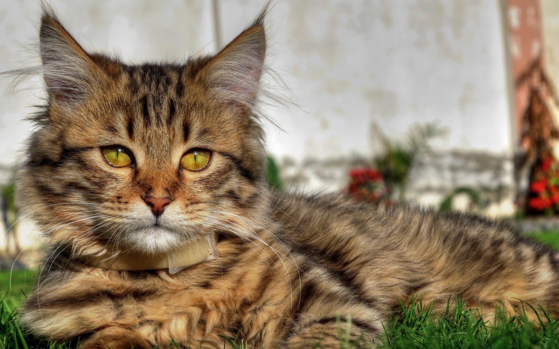 chat chat mignon fourrure animal animal domestique mammifère chaton jeune tabby portrait moustache moelleux nature peu adorable oeil aperçu vers le bas cheveux