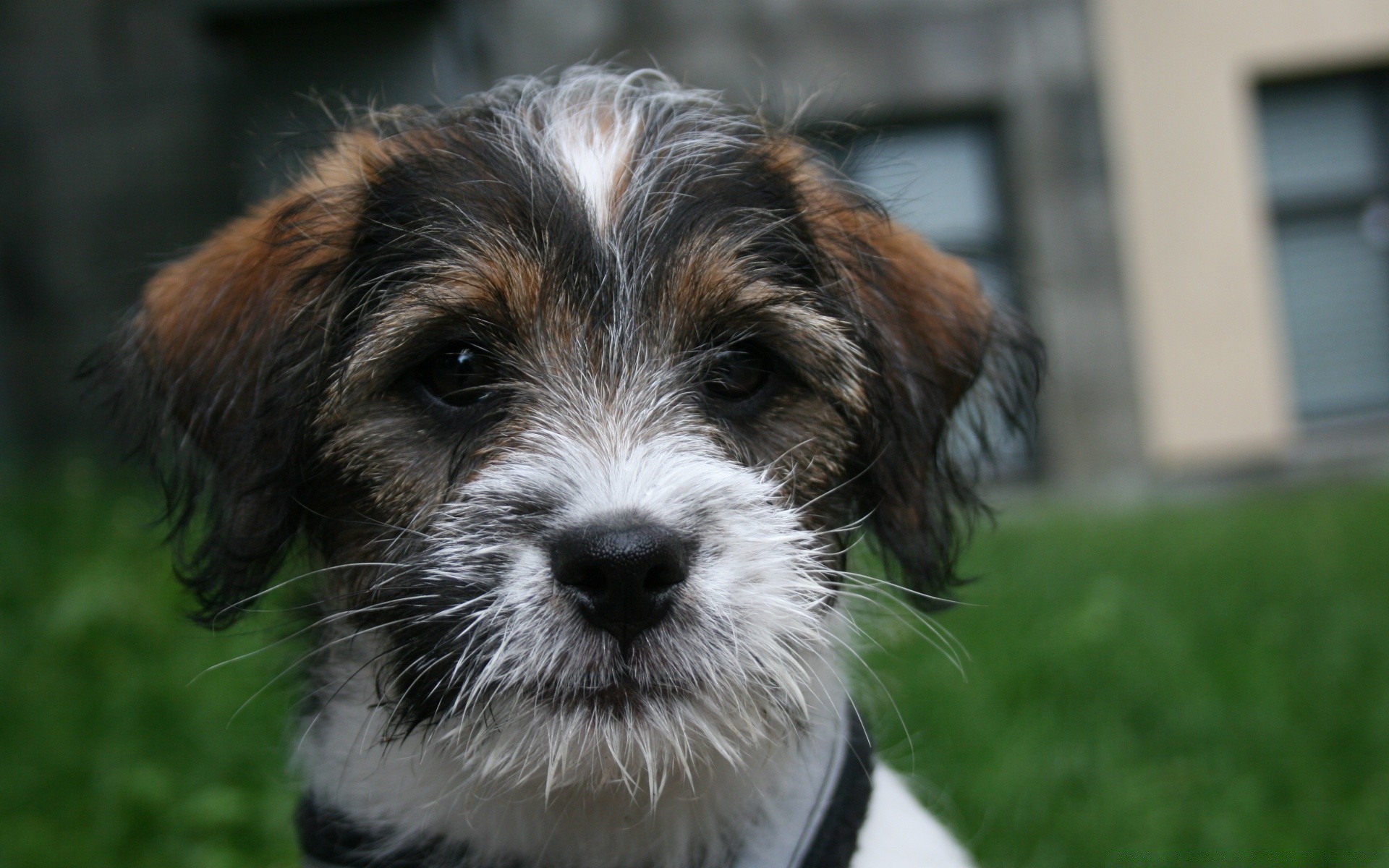 hund hund haustier tier hundespezialist säugetier niedlich welpe porträt terrier wenig fell liebenswert gras rasse junge anzeigen inländische reinrassige sitzen