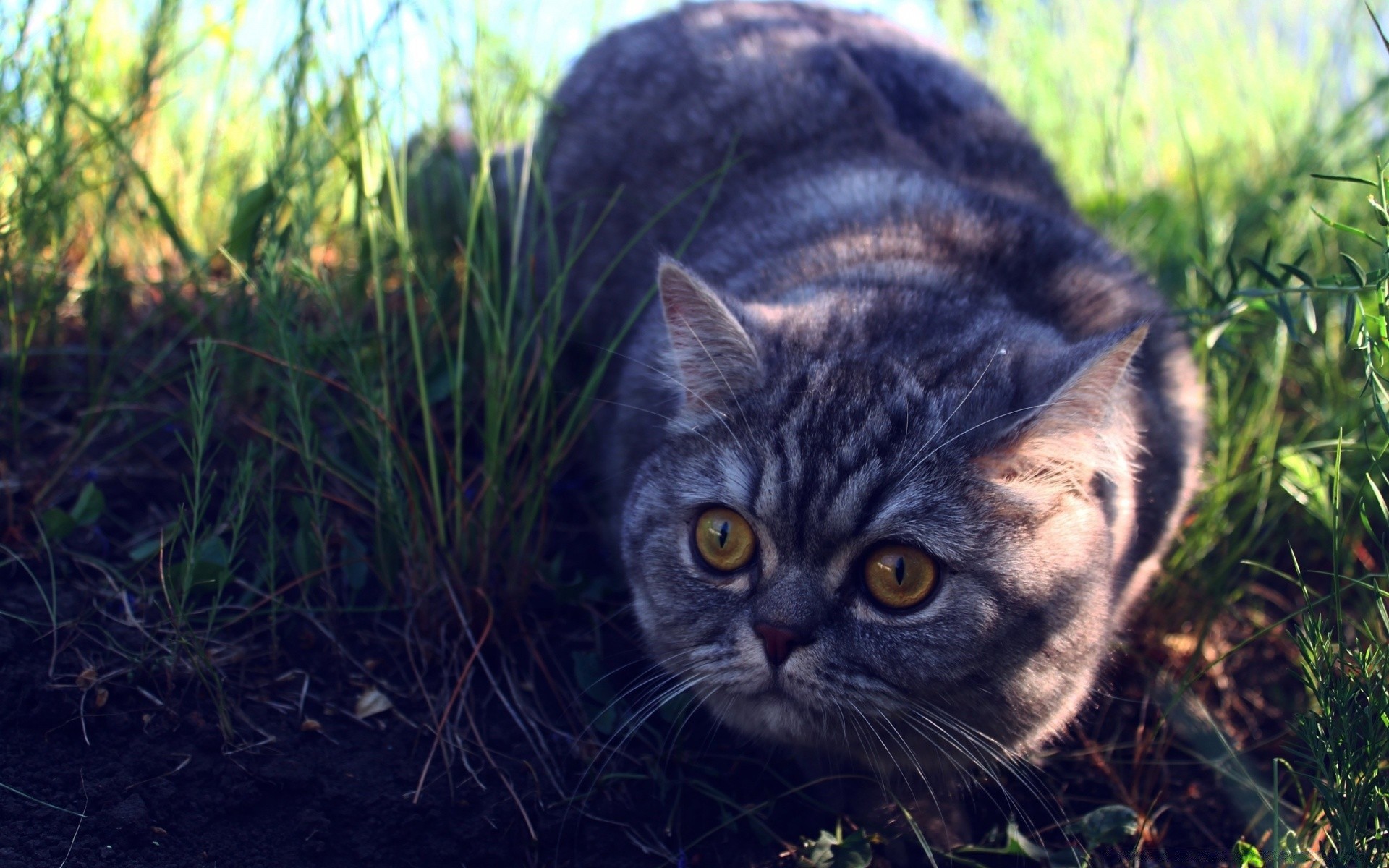 chats nature animal chat mignon animal de compagnie portrait mammifère herbe à l extérieur jeune fourrure domestique