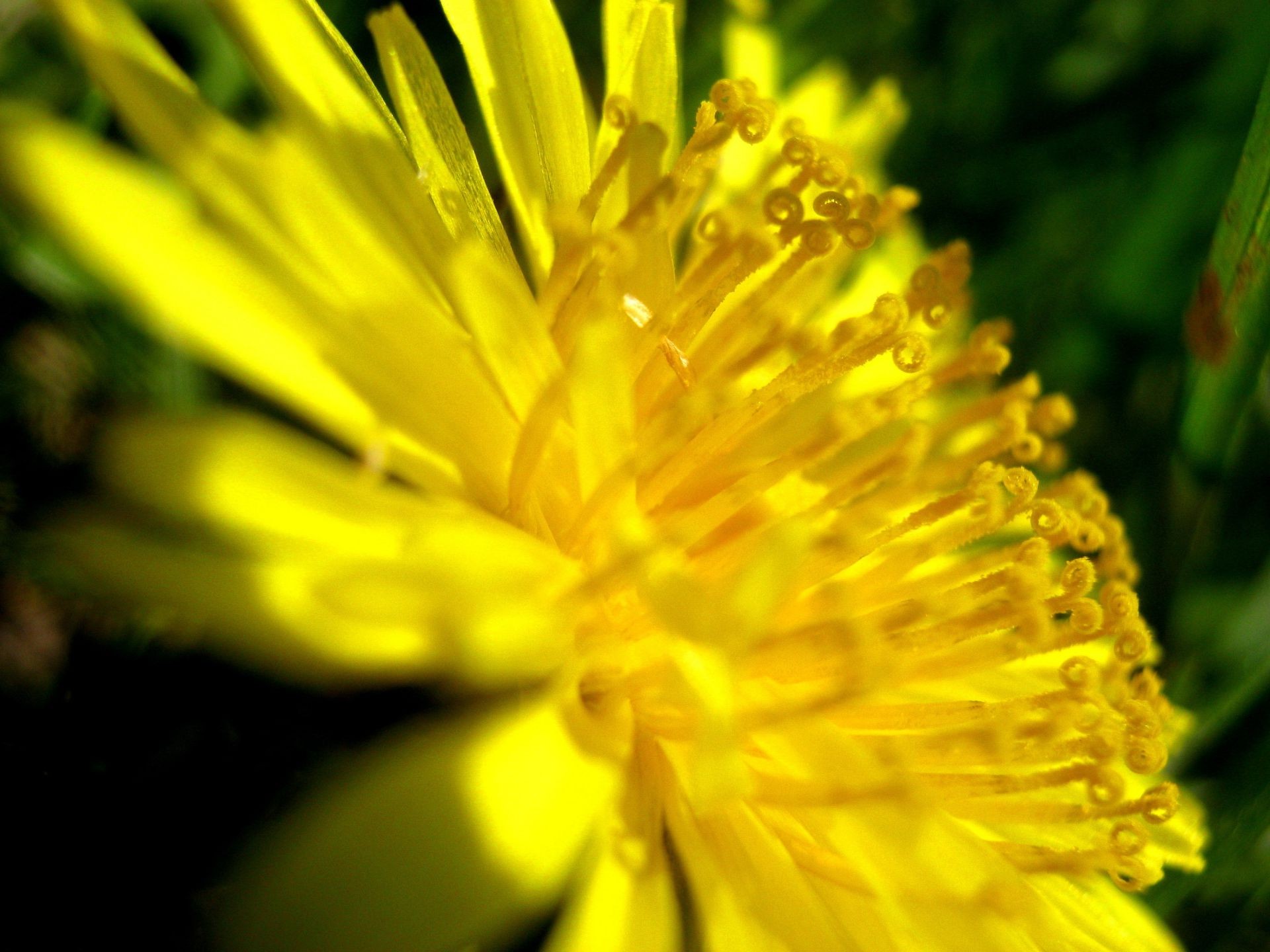 fiori fiore natura flora estate giardino petalo fiore dente di leone foglia colore polline floreale ambiente sfocatura erba fieno all aperto