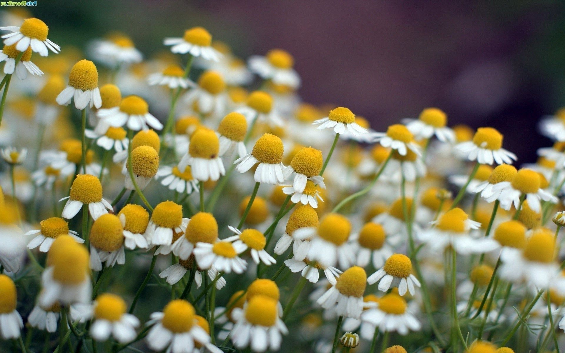 flowers nature flower flora summer field leaf grass hayfield bright blooming garden chamomile color floral season fair weather petal outdoors rural