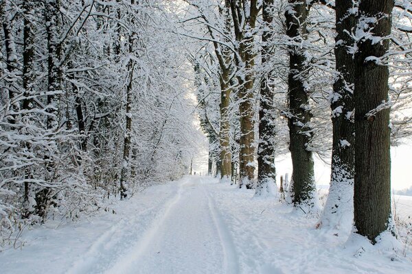 Verschneite Winterspur im Wald