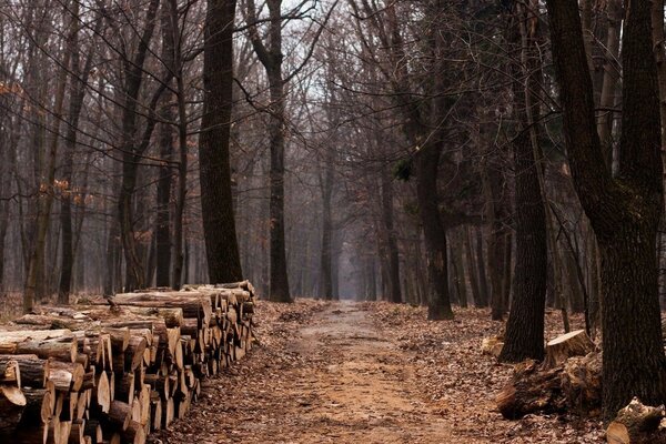 Eine Reihe von geschnittenem Brennholz in einem herbstlichen Wald ohne Laub