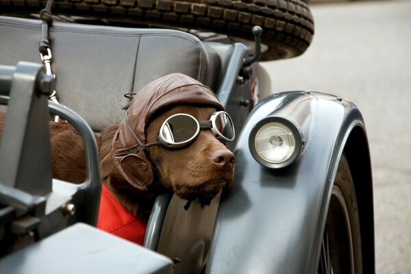 A dog with glasses and a hat in the car