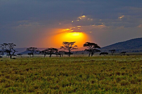 Coucher de soleil jaune. Herbe verte