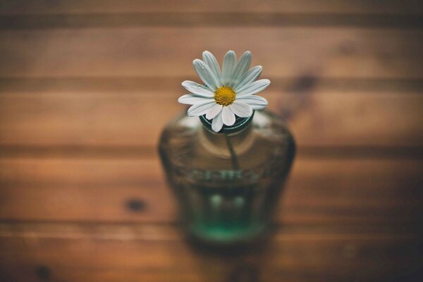 Chamomile flower in an improvised vase