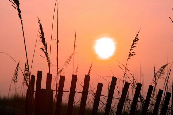 Manhã amanhecer grama rosa sol cerca de vedação