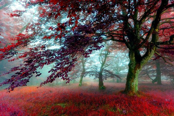 Mysterious autumn forest landscape